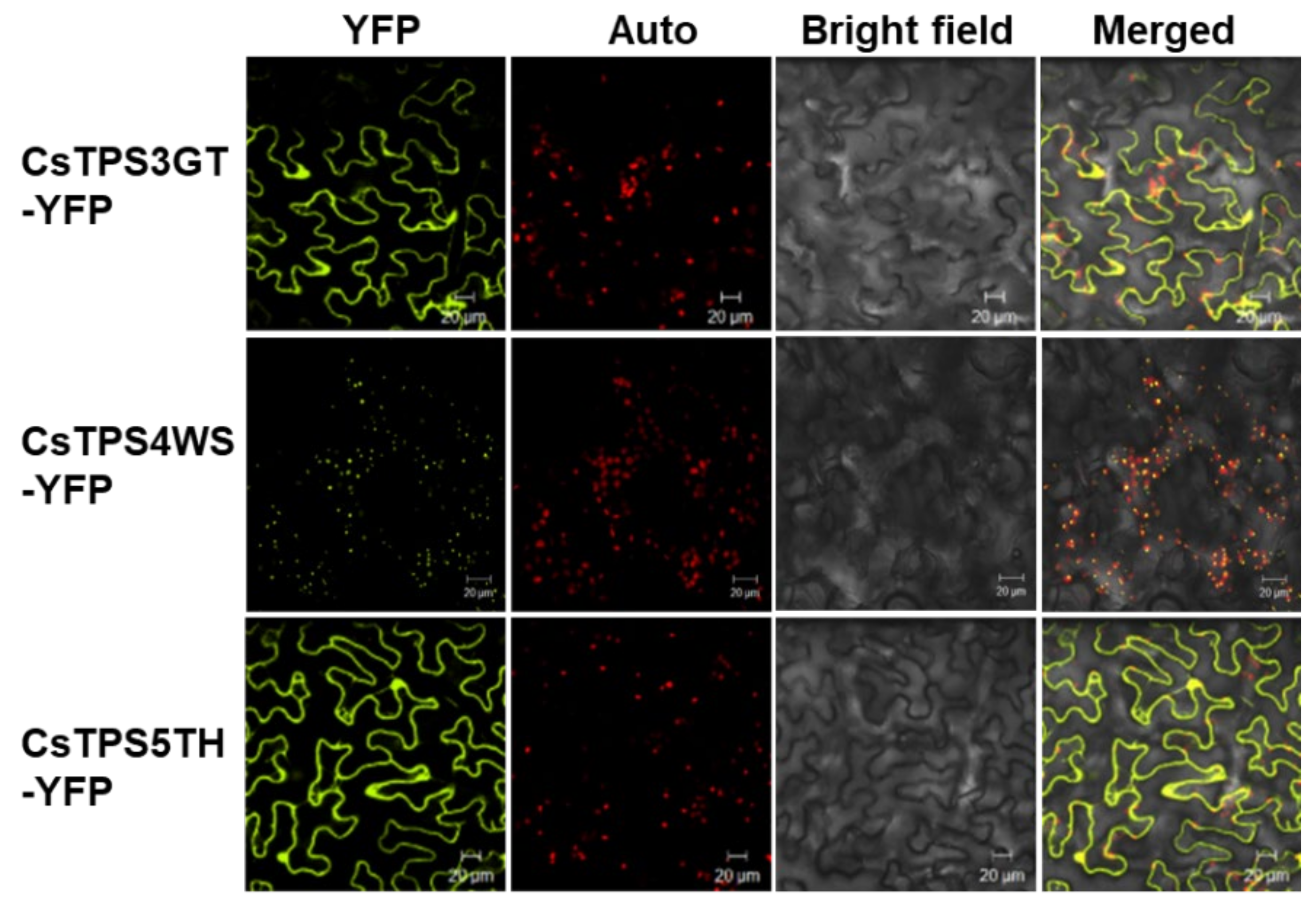 Ijms 23 08310 g006 550