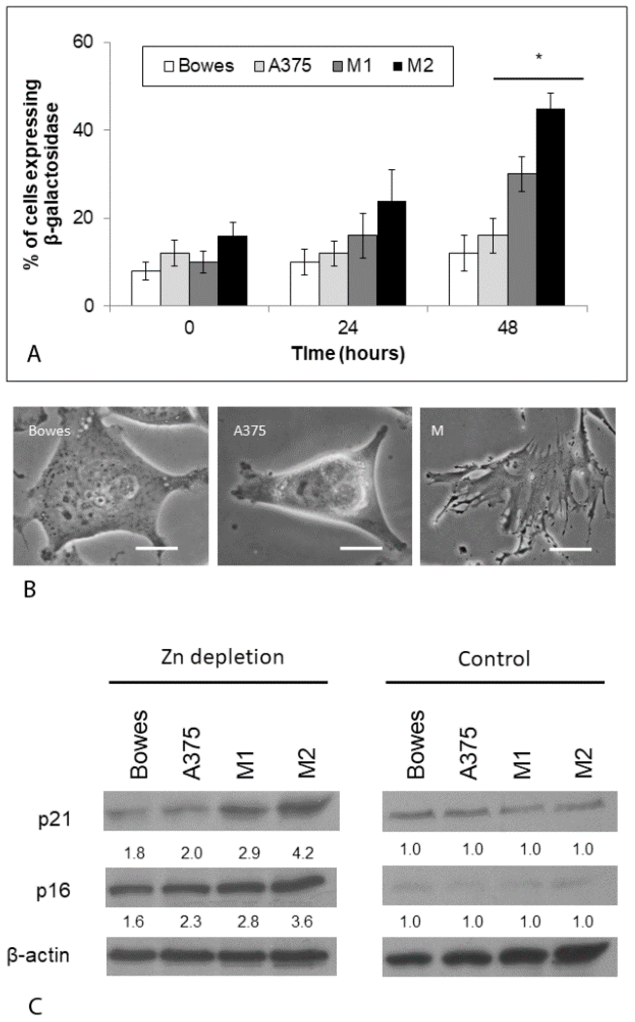 Ijms 23 08312 g011 550