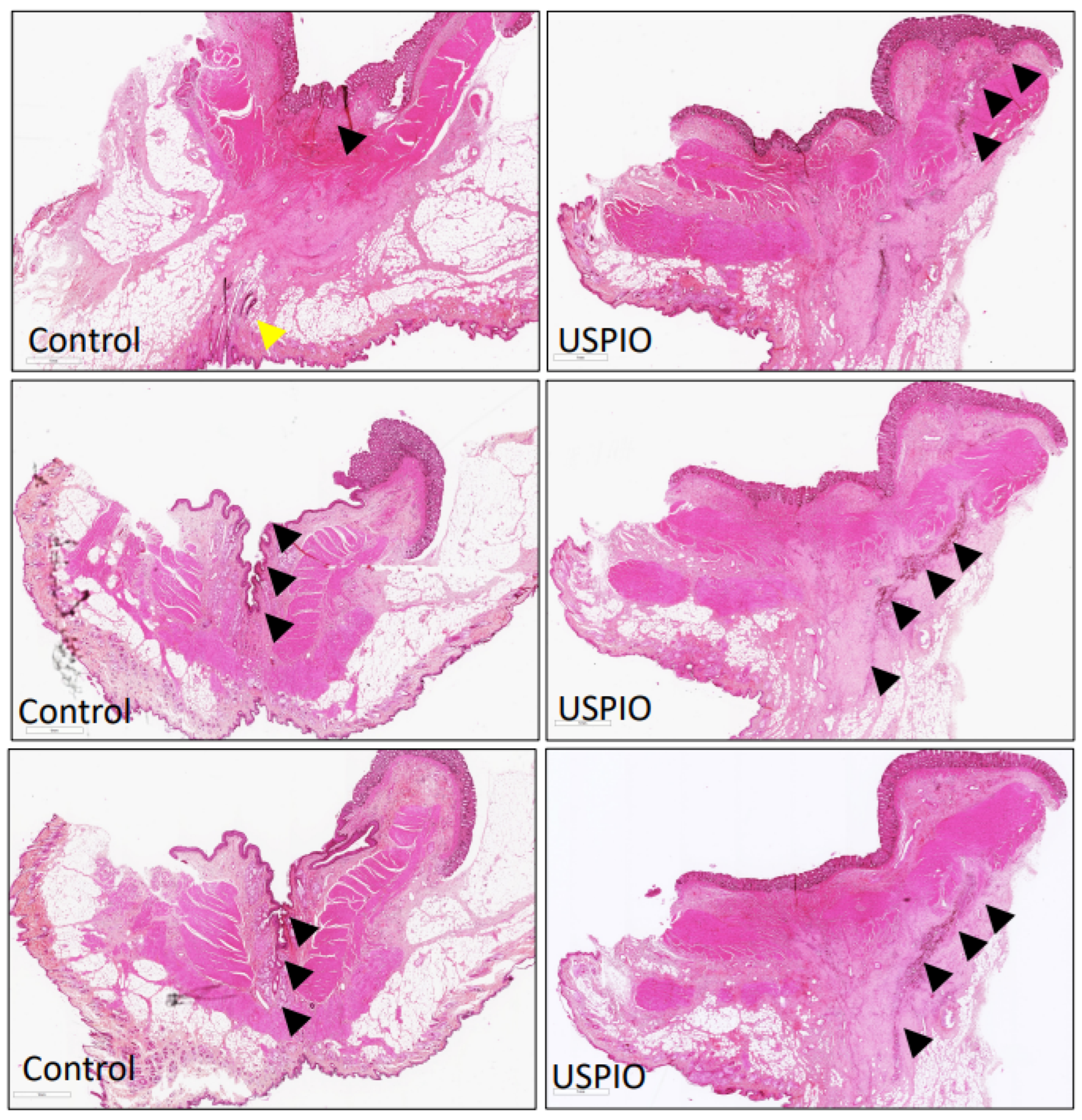 Ijms 23 08324 g003 550