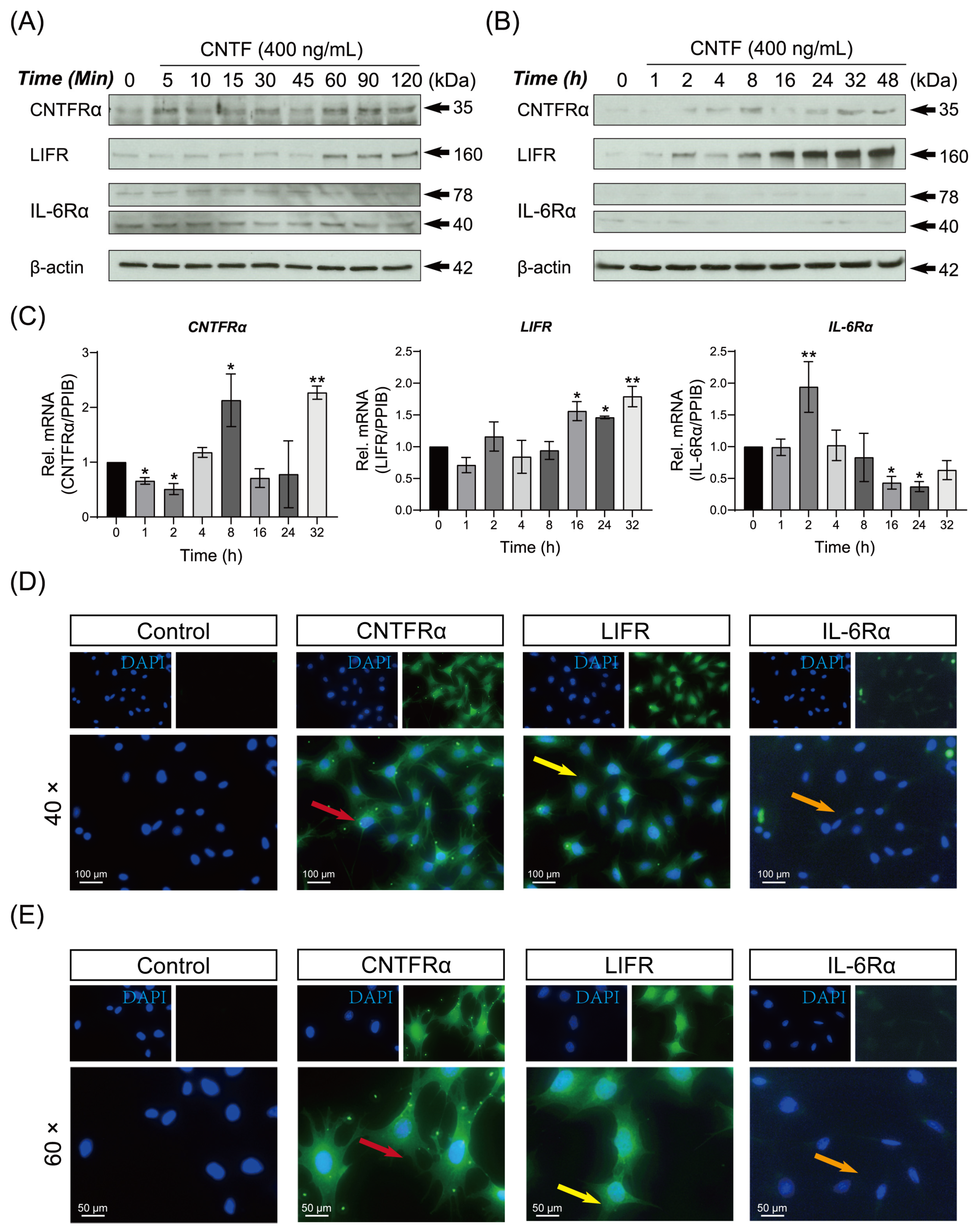 Ijms 23 08335 g001 550
