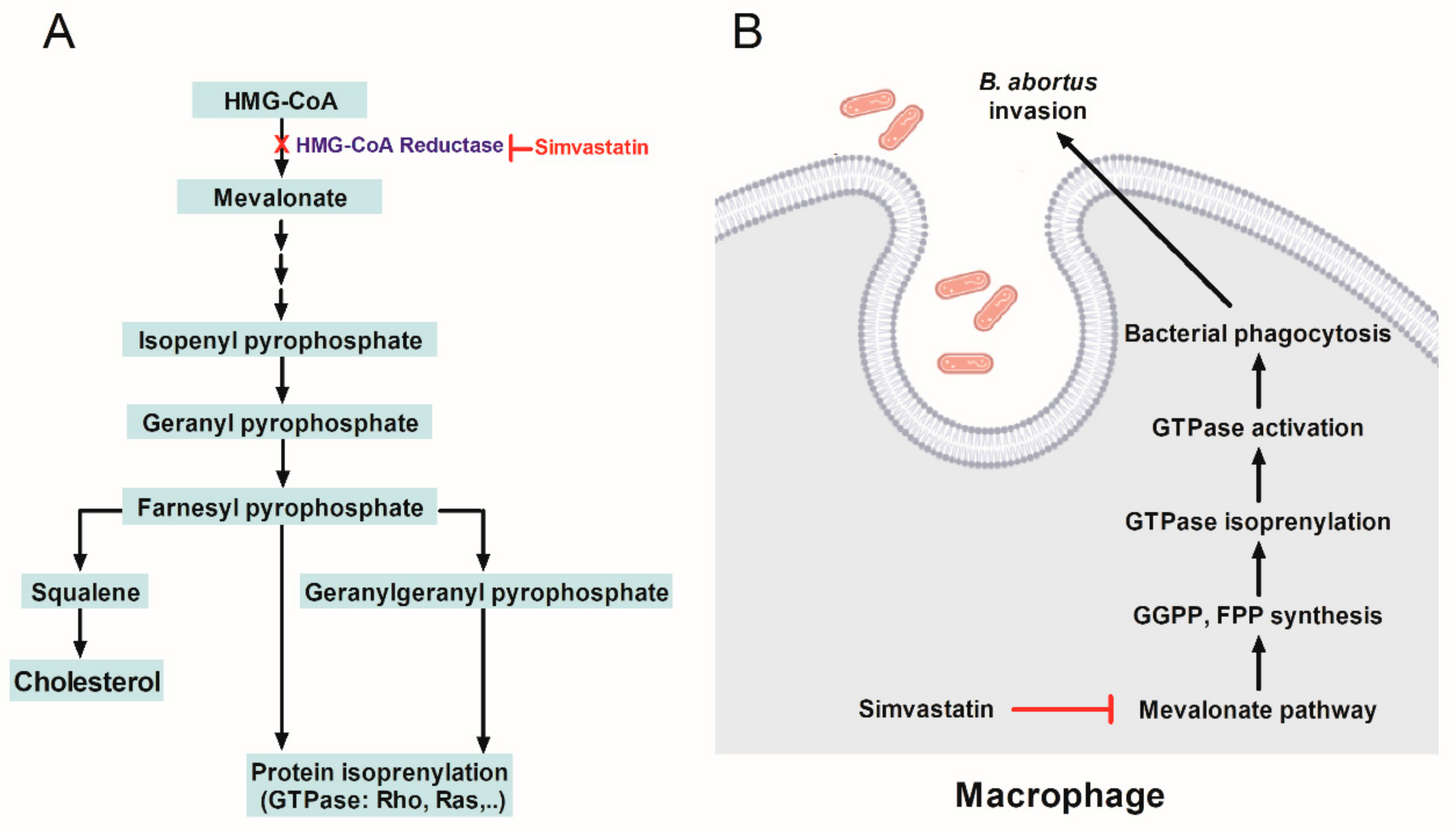 Ijms 23 08337 g006 550