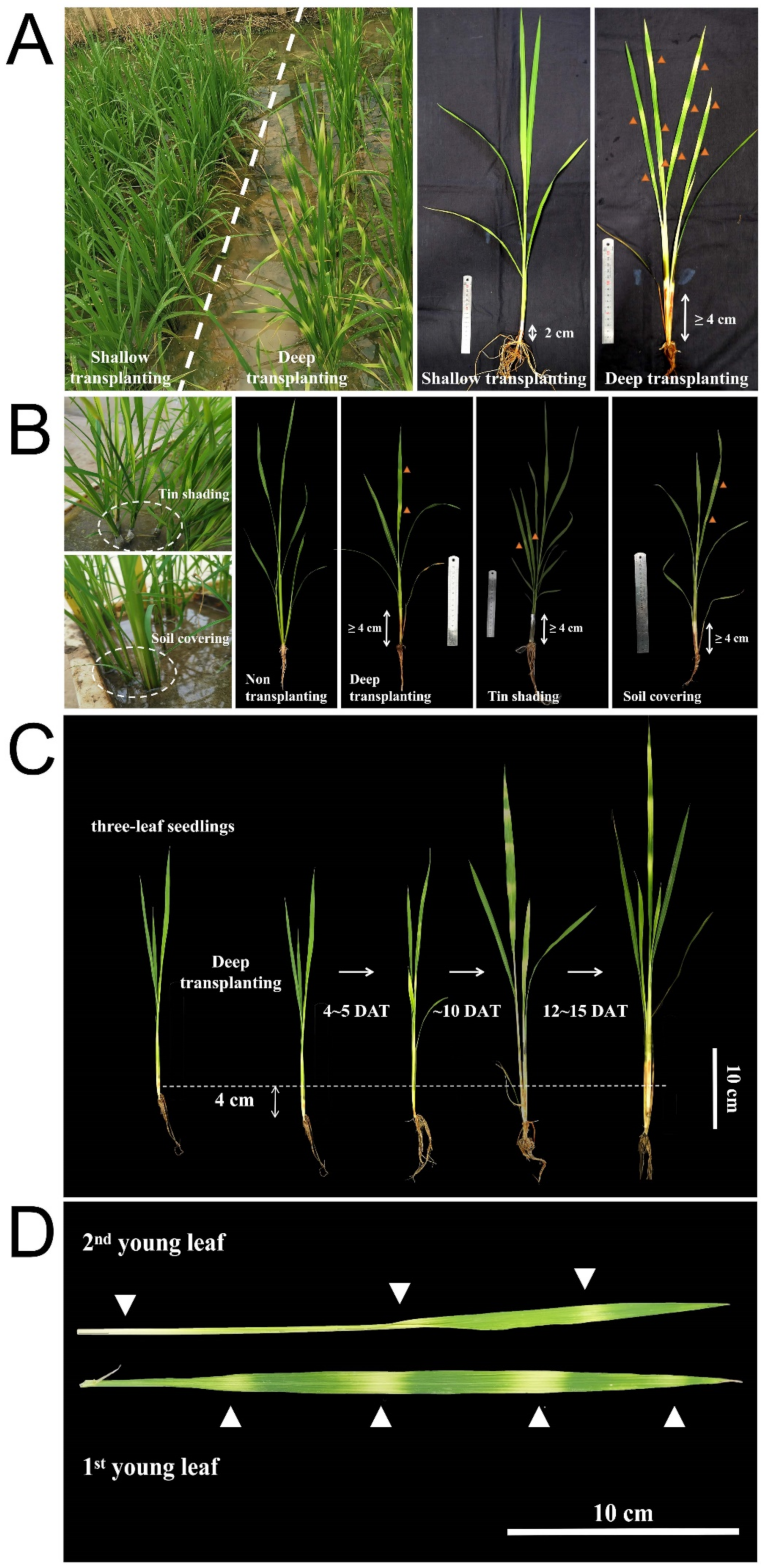 Ijms 23 08340 g001 550