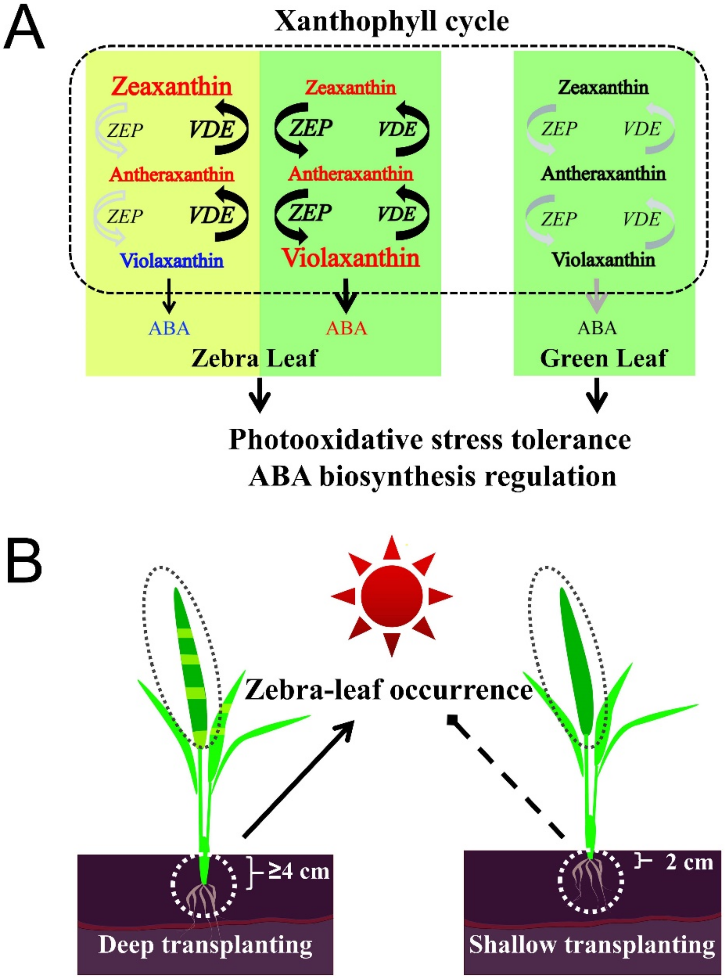 Ijms 23 08340 g007 550