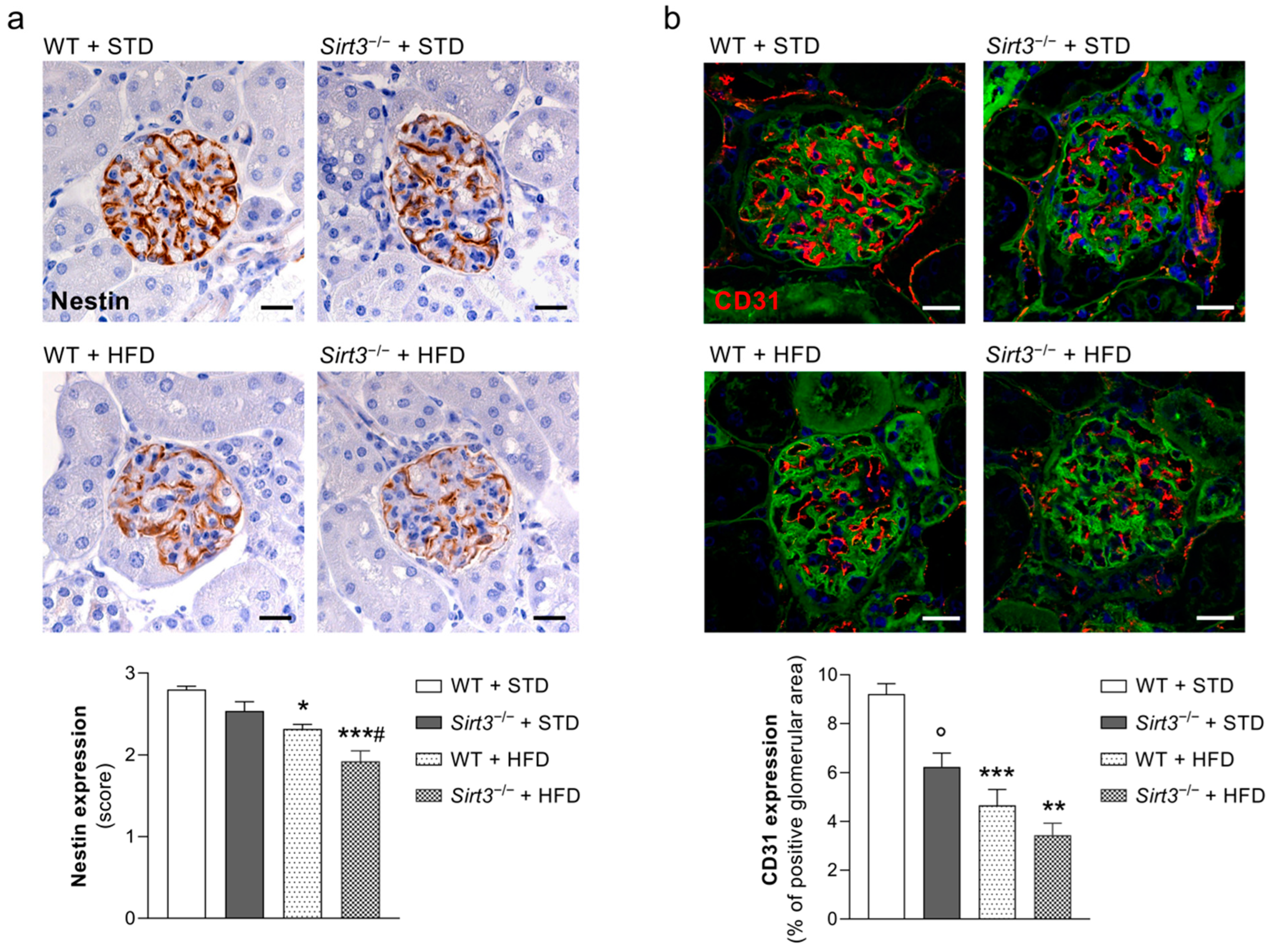 Ijms 23 08345 g004 550