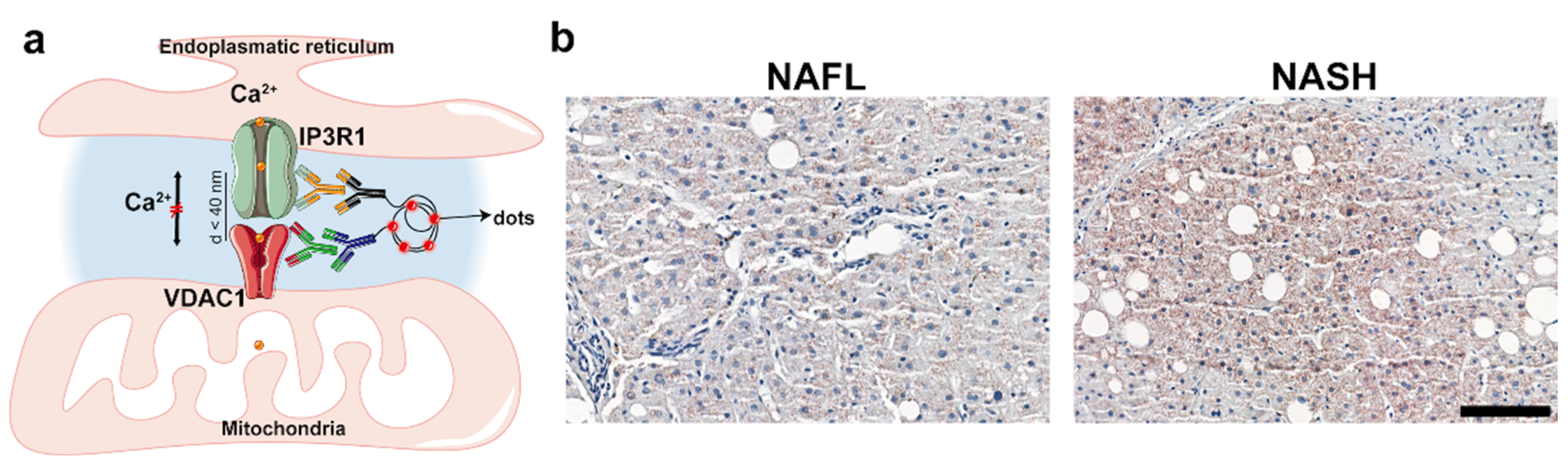 Ijms 23 08348 g001 550