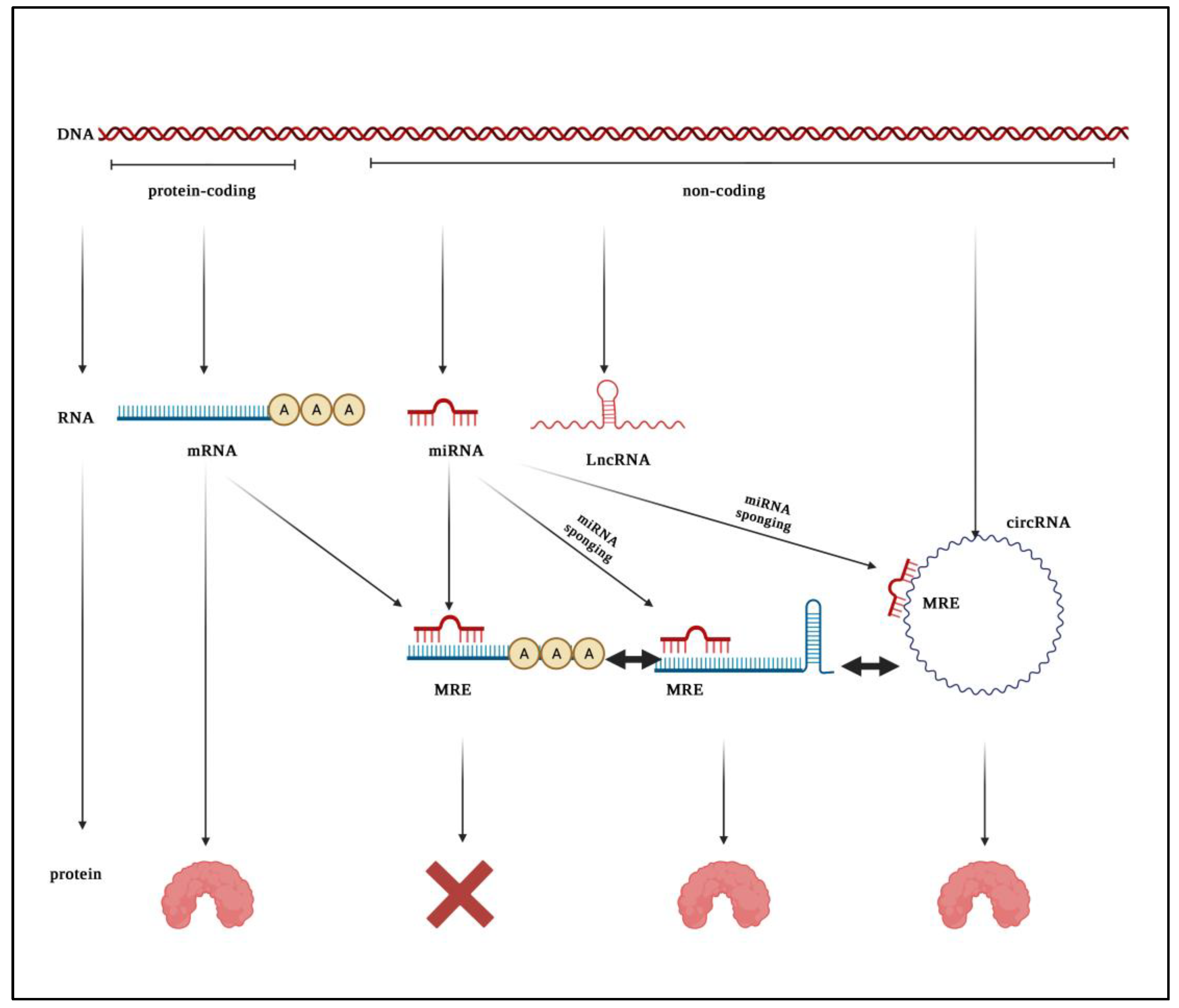 Ijms 23 08351 g001 550