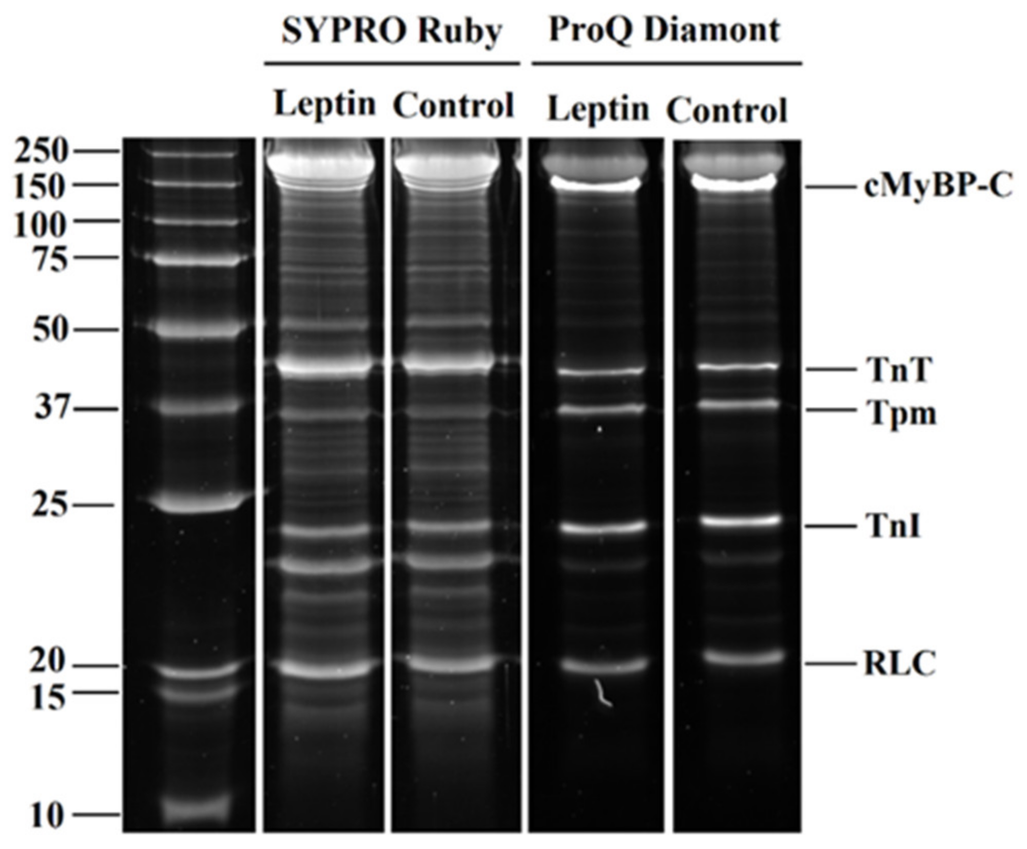 Ijms 23 08356 g004 Ijms 23 08356 g004
