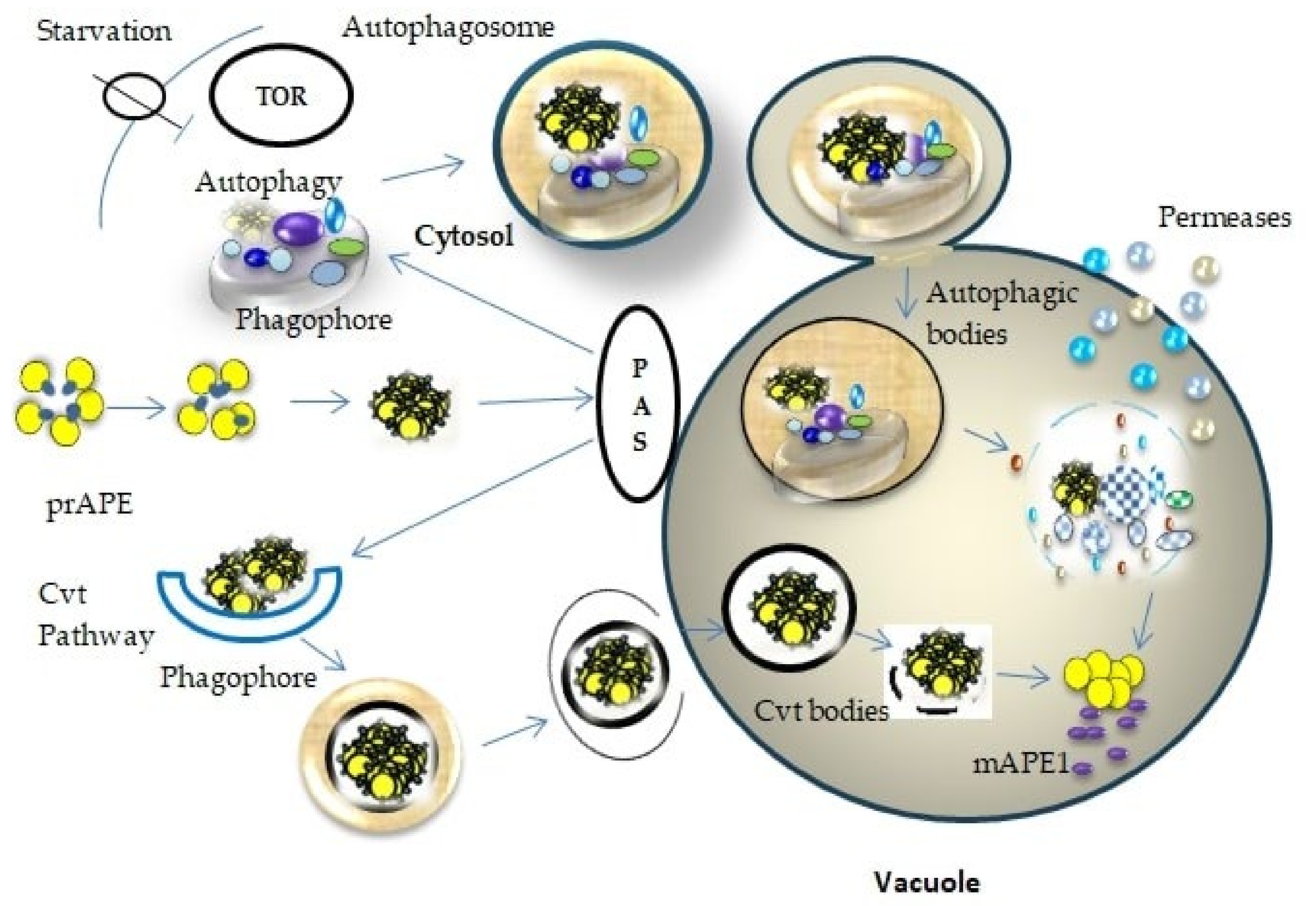 Ijms 23 08366 g002 550