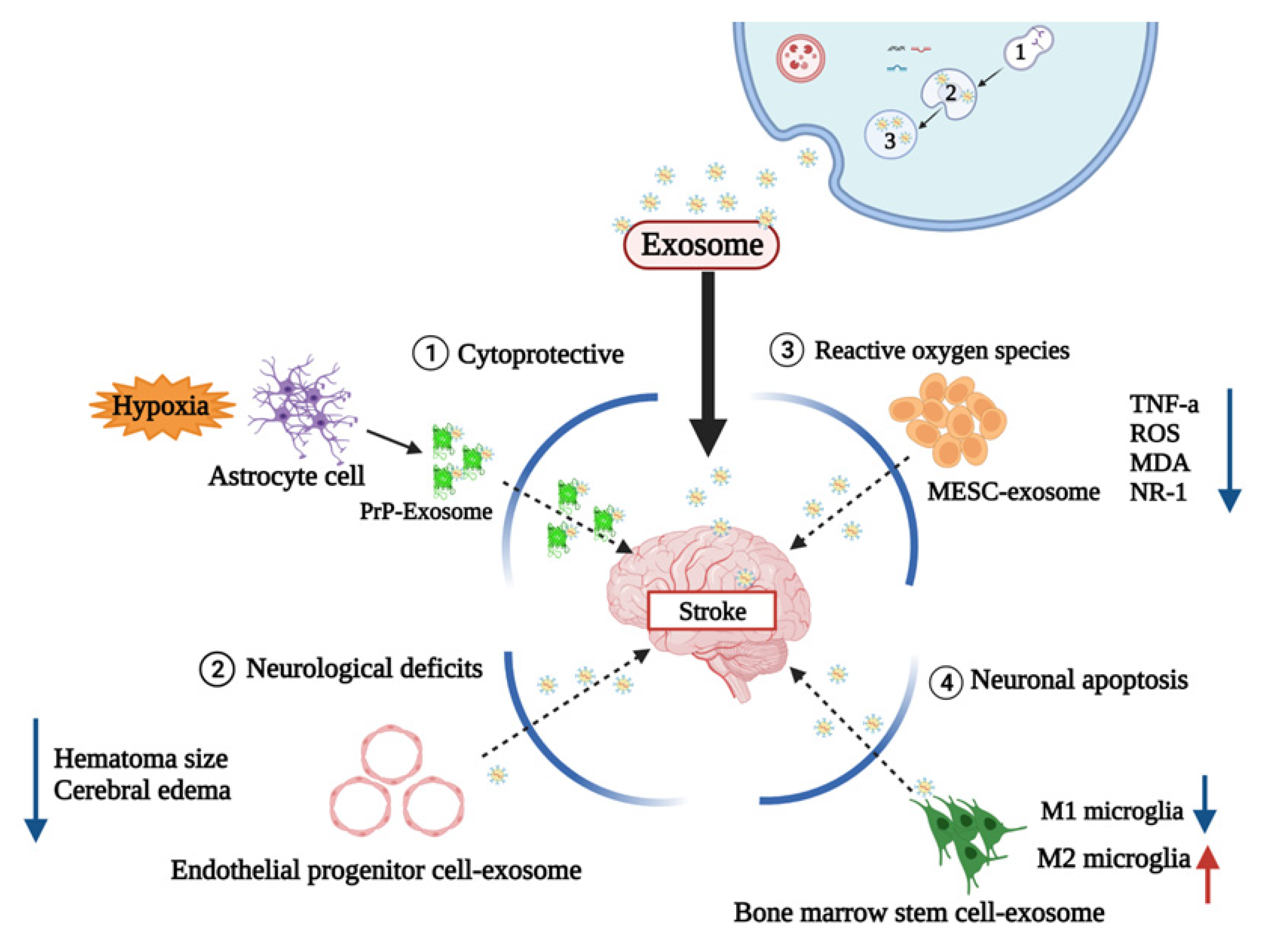 Ijms 23 08367 g004 550