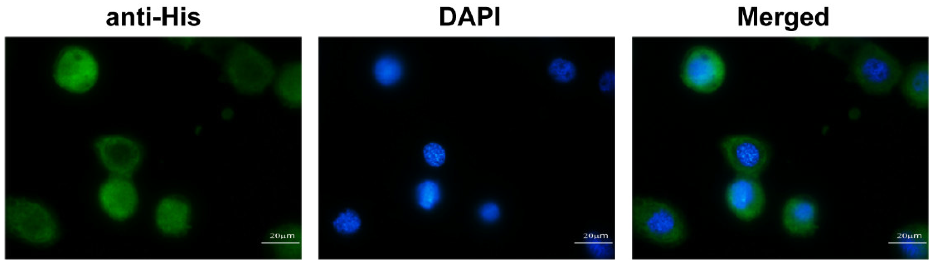 Ijms 23 08369 g008 550