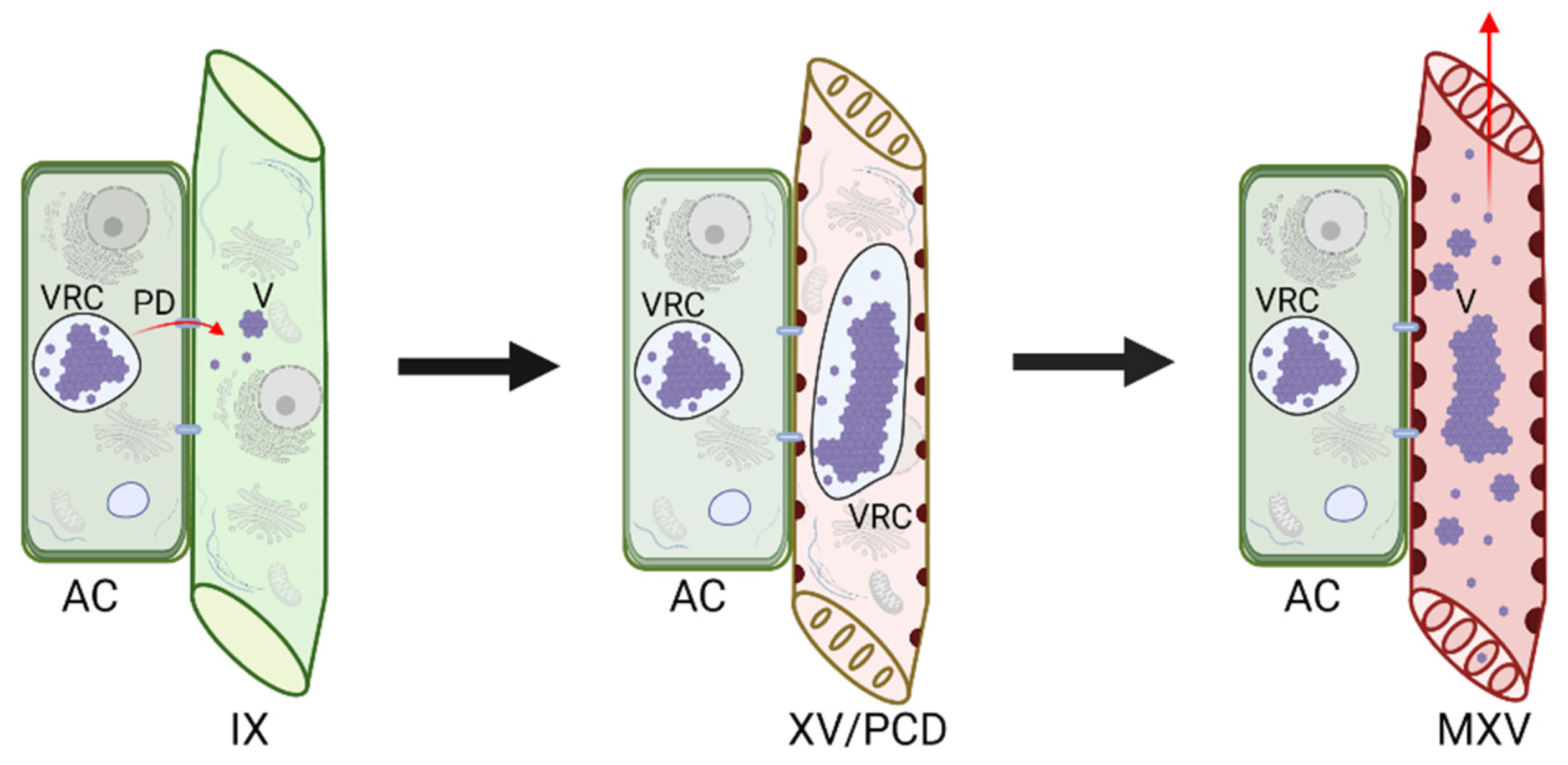 Ijms 23 08375 g002 Ijms 23 08375 g002