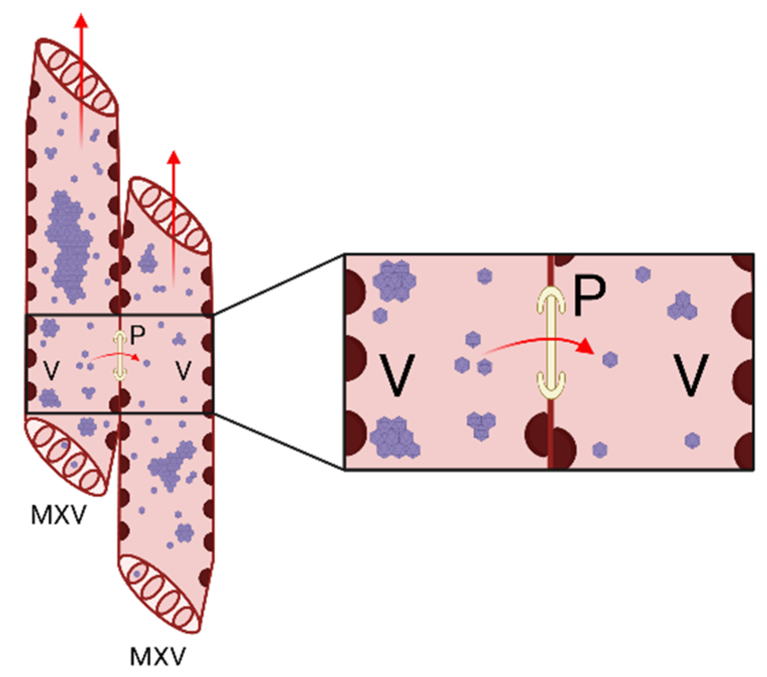 Ijms 23 08375 g004 Ijms 23 08375 g004