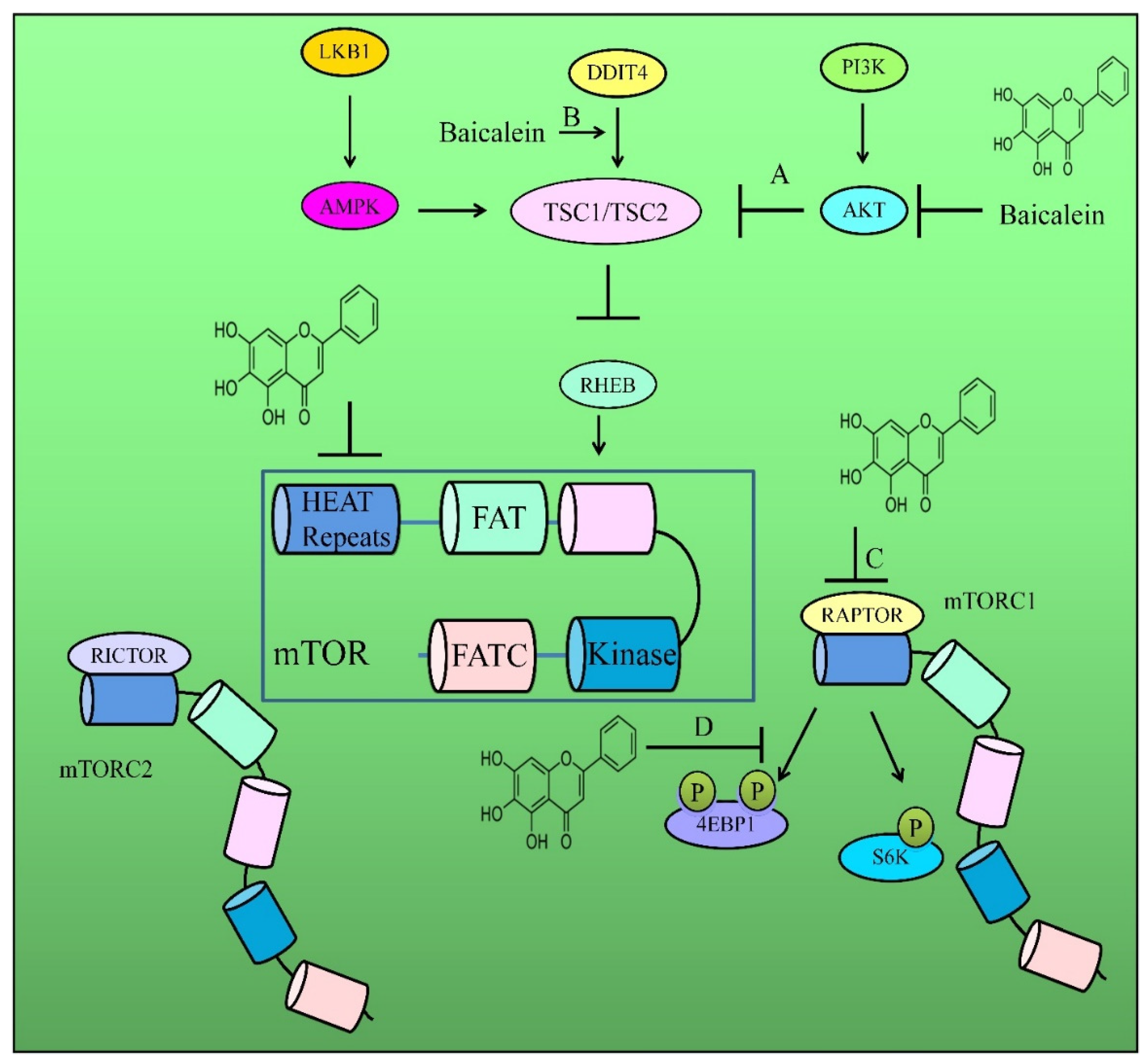 IJMS | Free Full-Text | Regulation of Cell Signaling Pathways and 