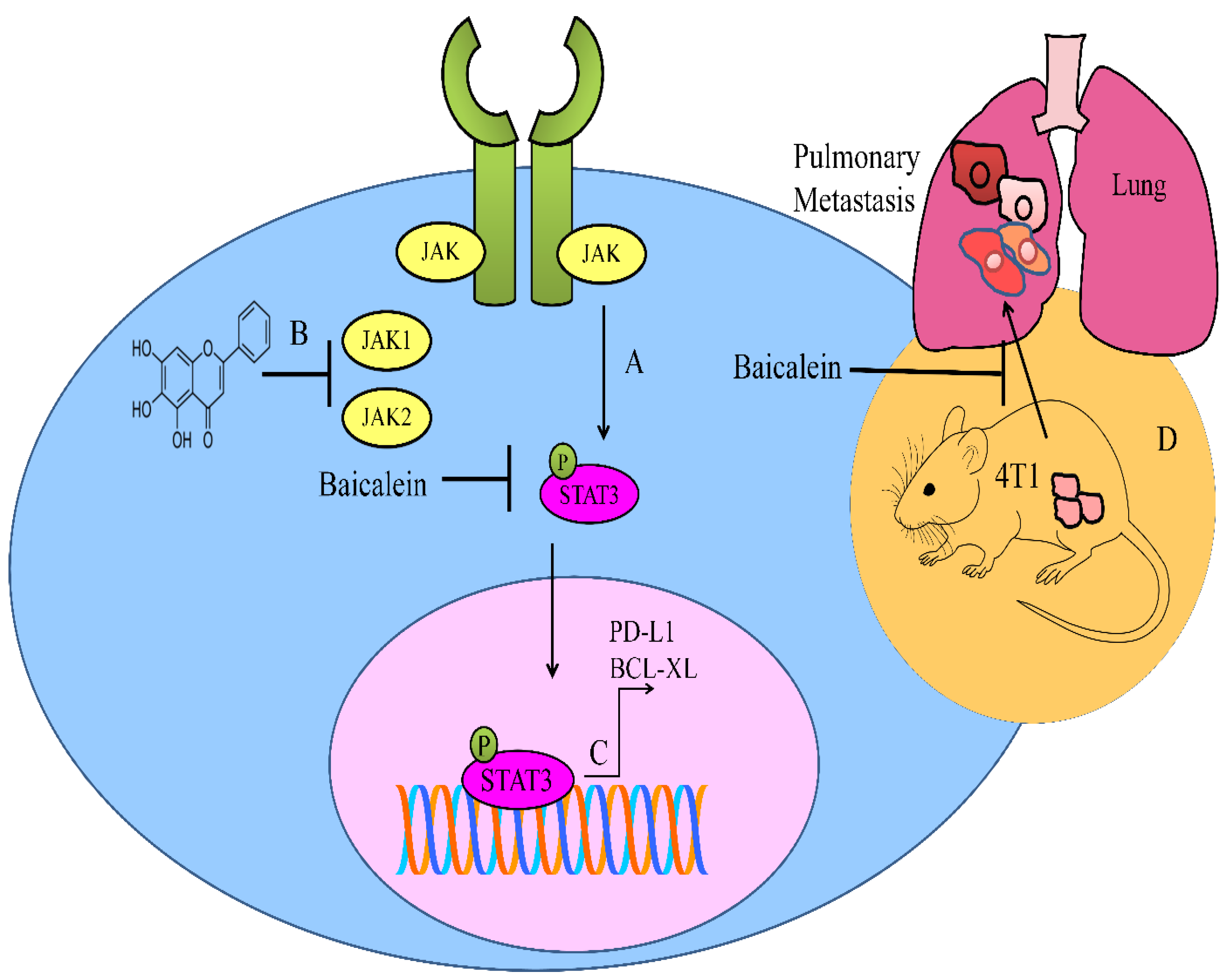 Ijms 23 08377 g003 550