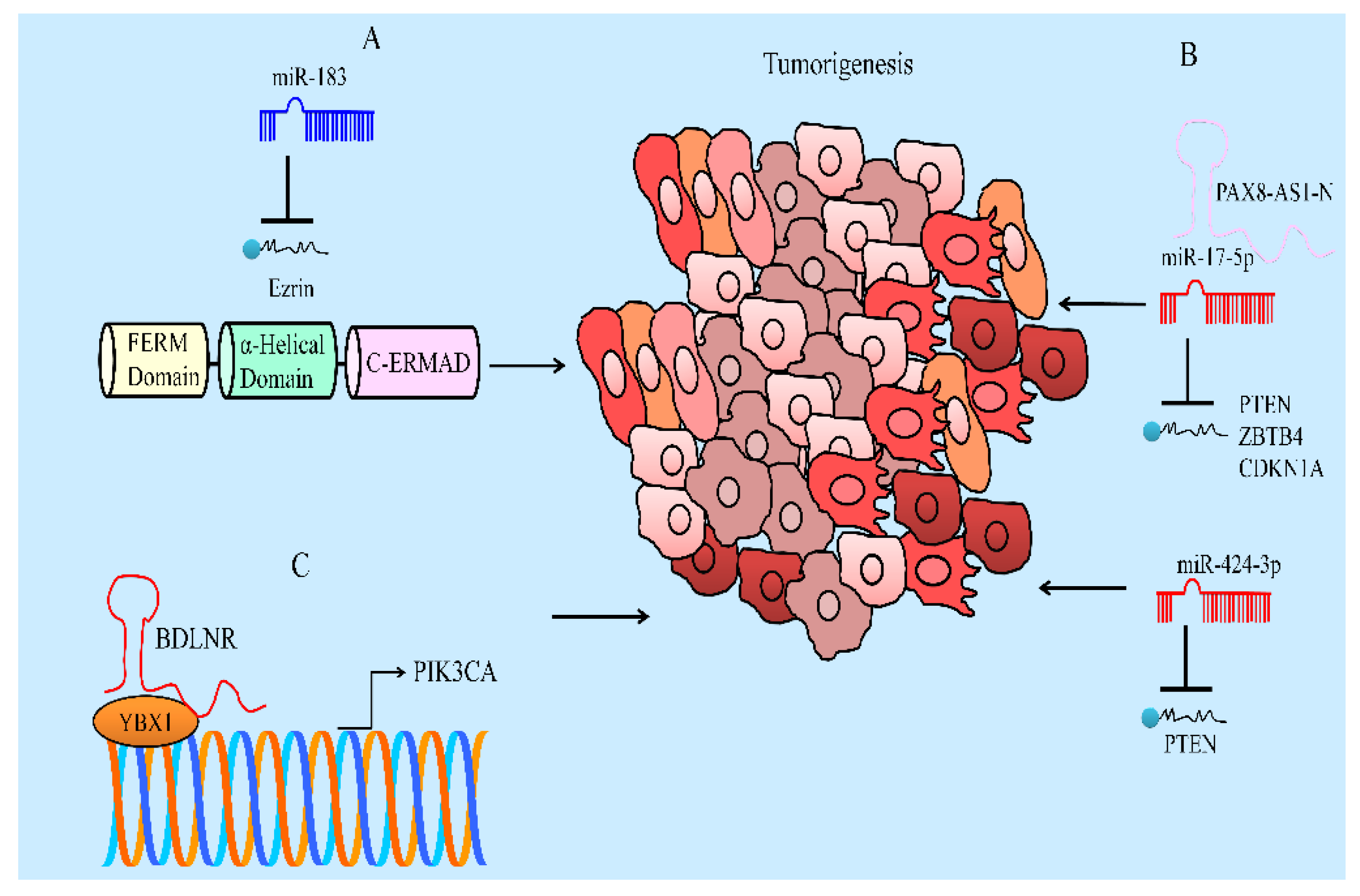IJMS | Free Full-Text | Regulation of Cell Signaling Pathways and 