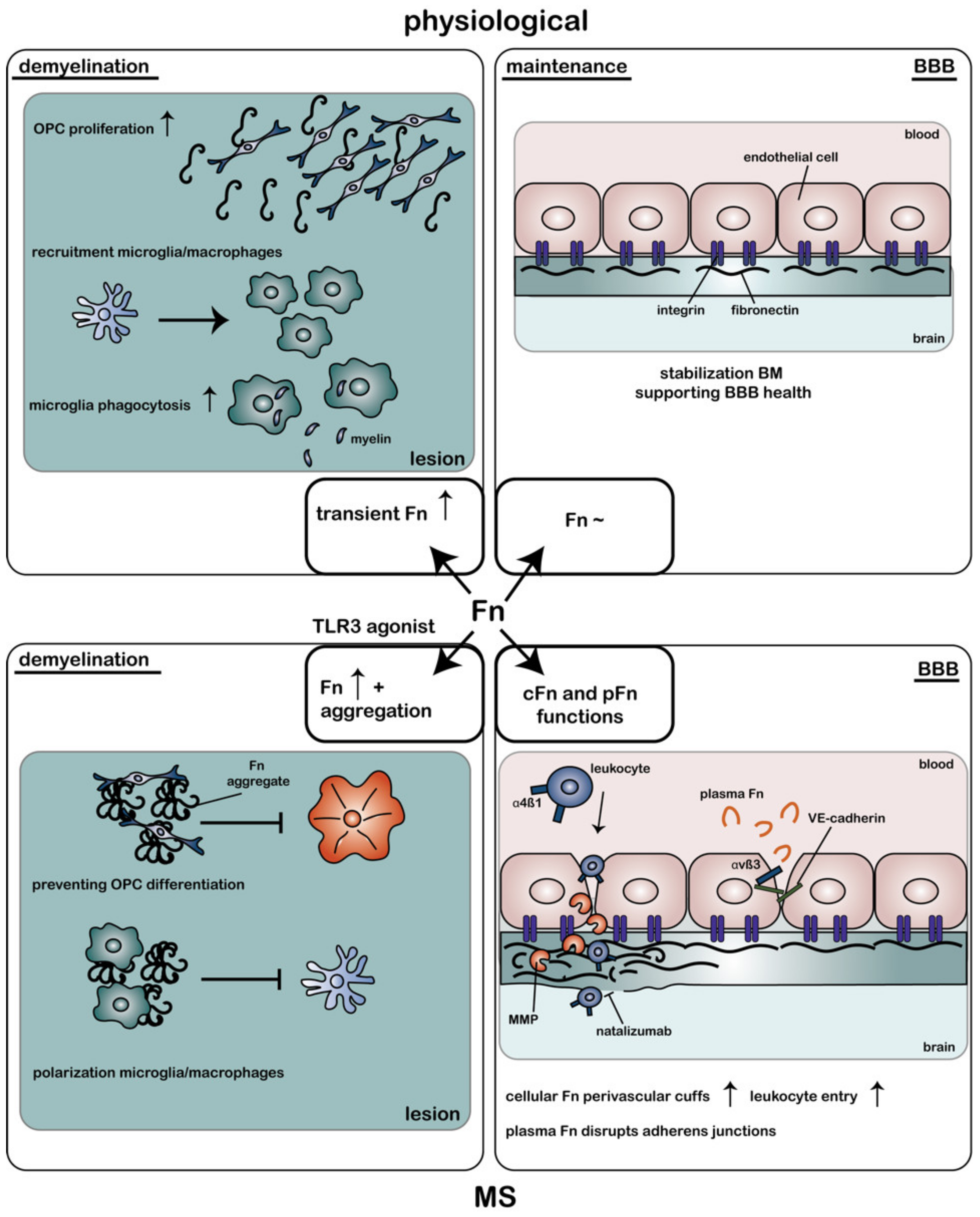 Ijms Free Full Text Targeting Fibronectin To Overcome Remyelination Failure In Multiple Sclerosis The Need For Brain And Lesion Targeted Drug Delivery Html Ijms Free Full Text Targeting Fibronectin To Overcome Remyelination Failure In Multiple Sclerosis The Need For Brain And Lesion Targeted Drug Delivery Html