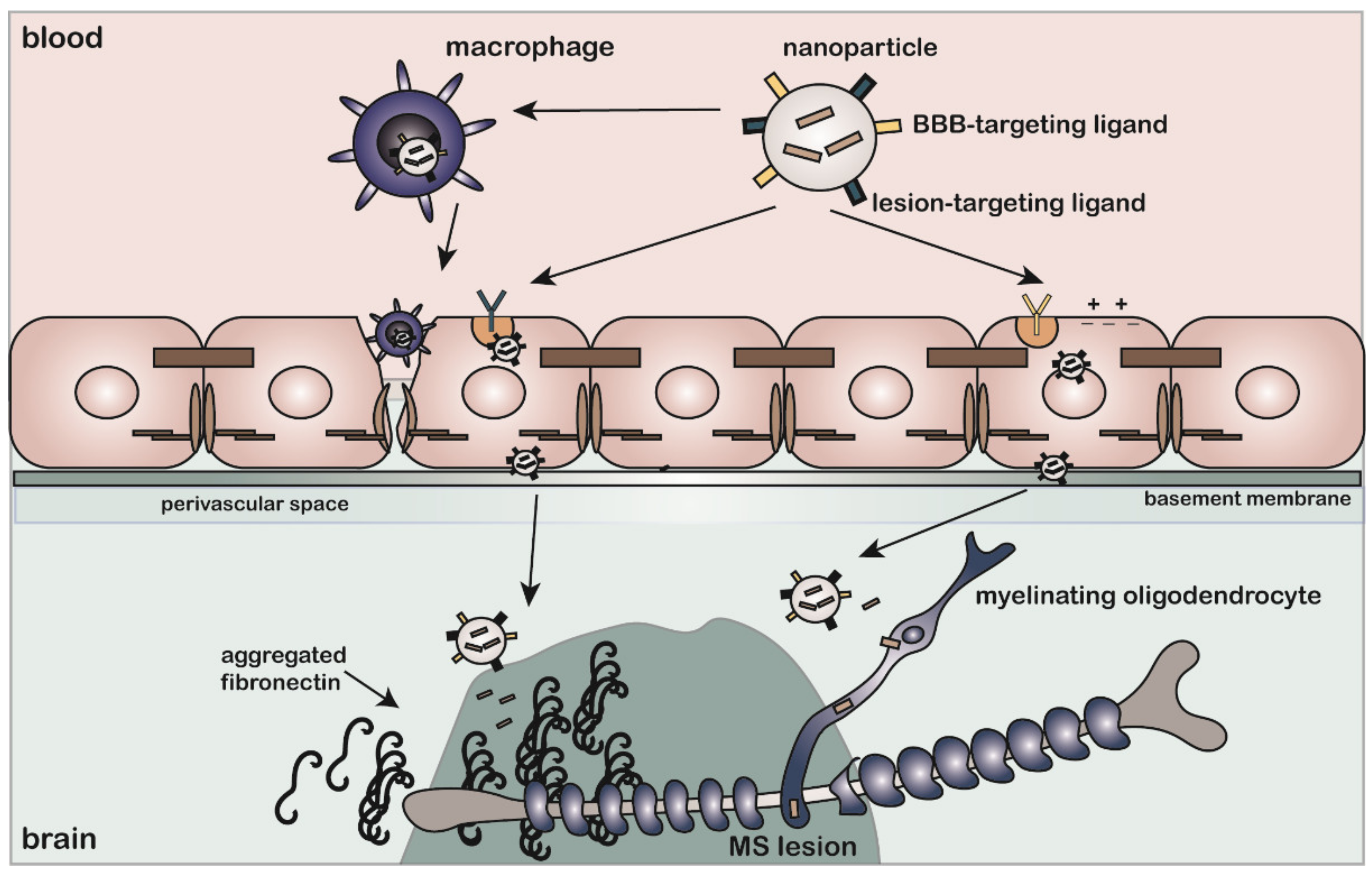 Ijms Free Full Text Targeting Fibronectin To Overcome Remyelination Failure In Multiple Sclerosis The Need For Brain And Lesion Targeted Drug Delivery Html Ijms Free Full Text Targeting Fibronectin To Overcome Remyelination Failure In Multiple Sclerosis The Need For Brain And Lesion Targeted Drug Delivery Html