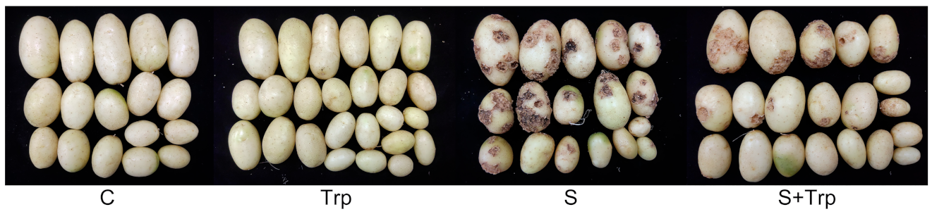 Ijms 23 08420 g001 550