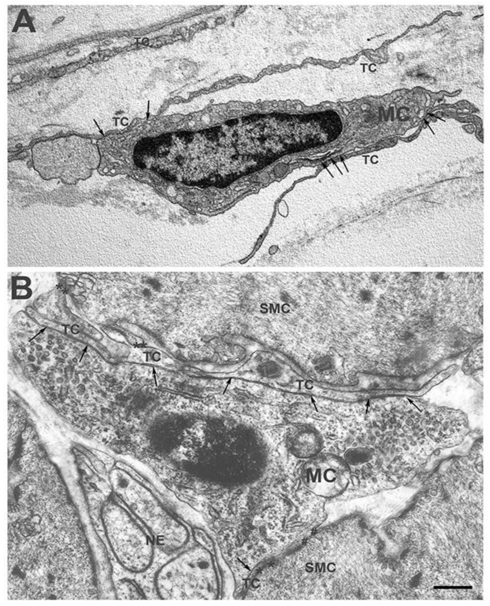 Ijms 23 08435 g001 550