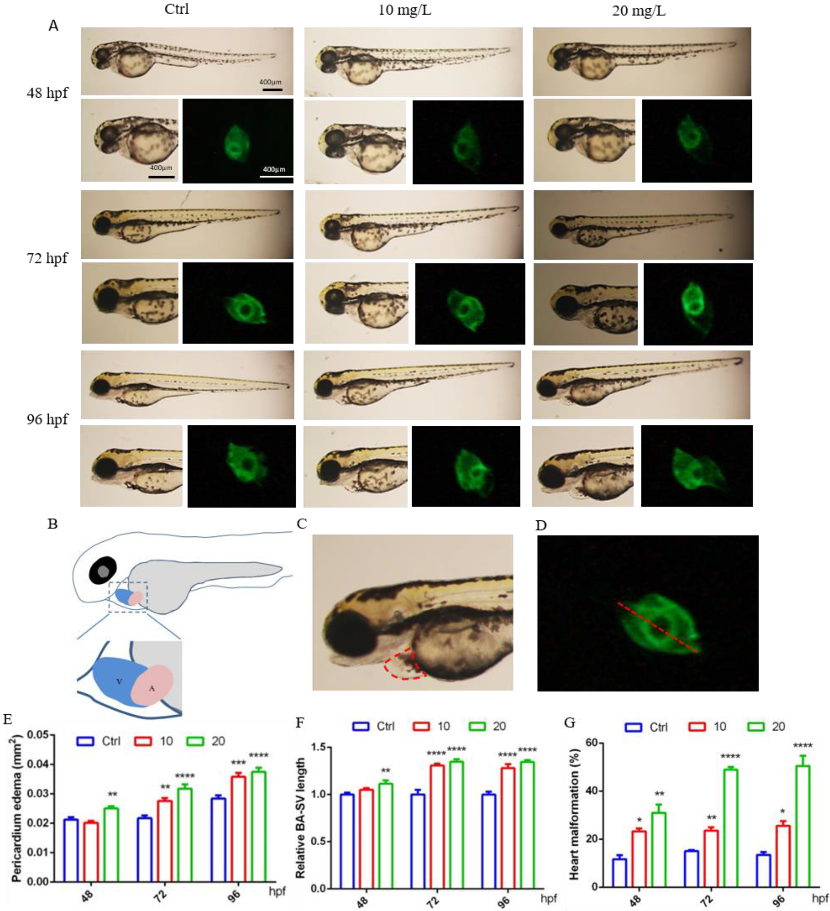 Ijms 23 08438 g001 550