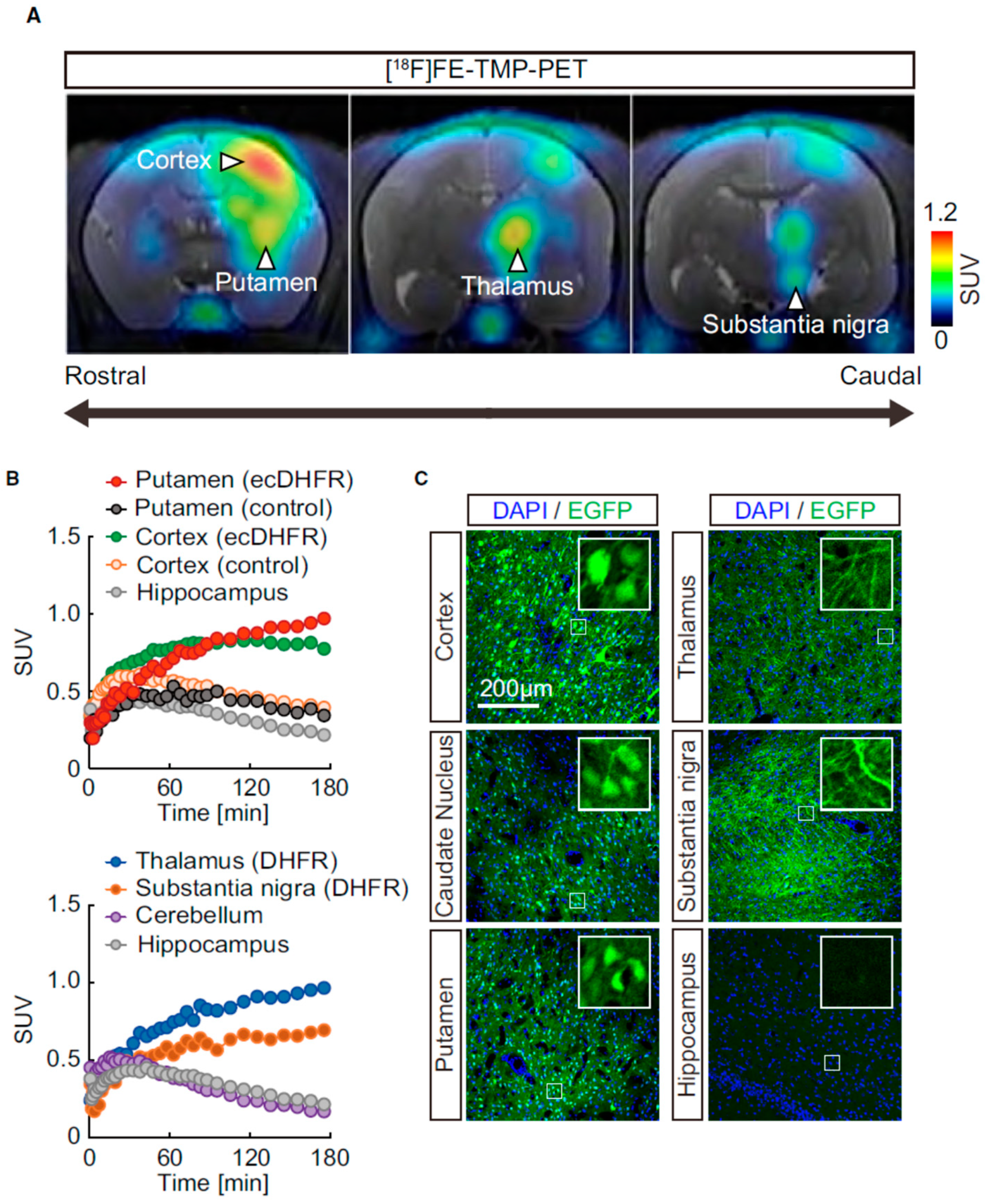 Ijms 23 08443 g006 Ijms 23 08443 g006