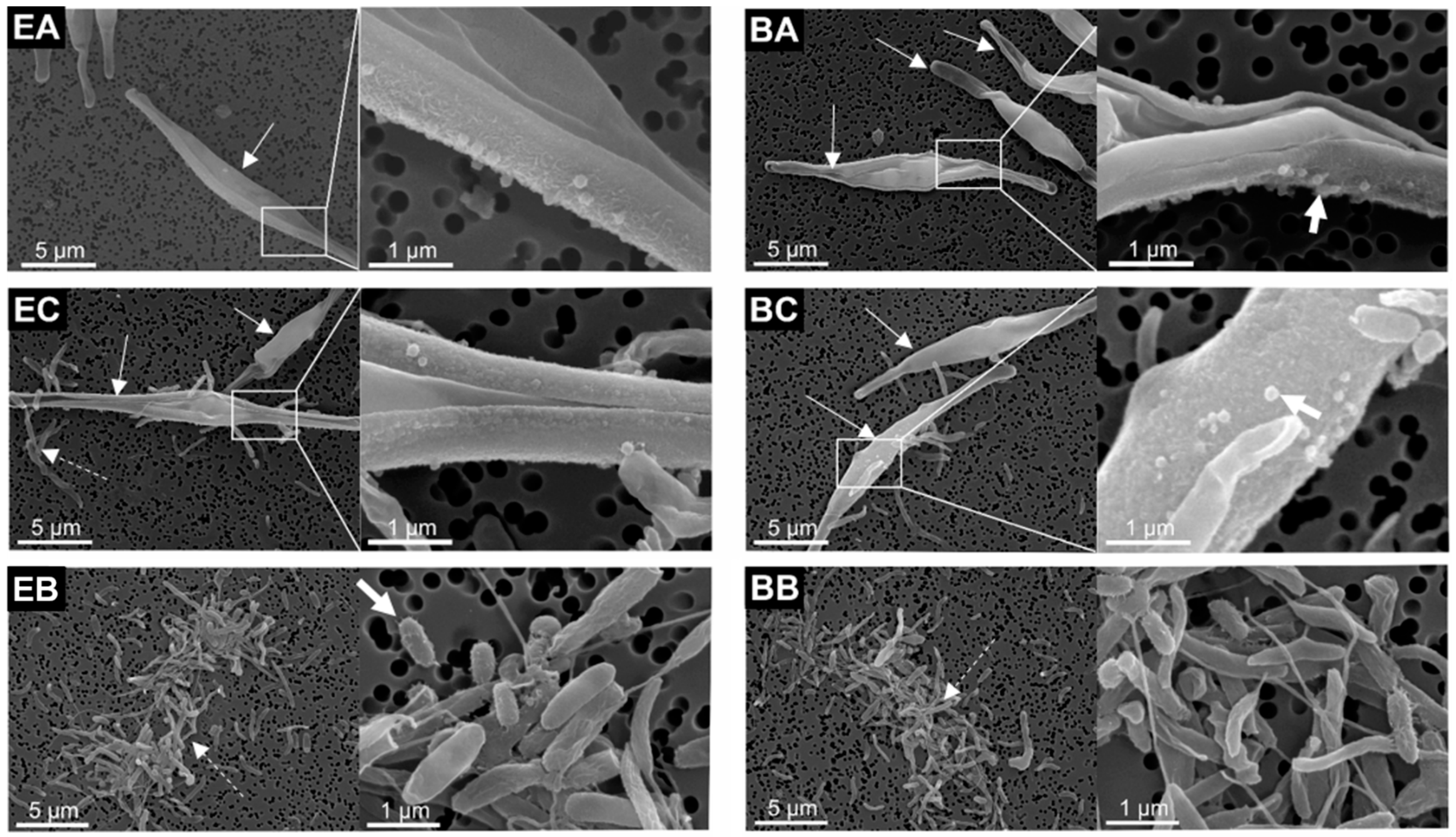 Ijms 23 08447 g002 550