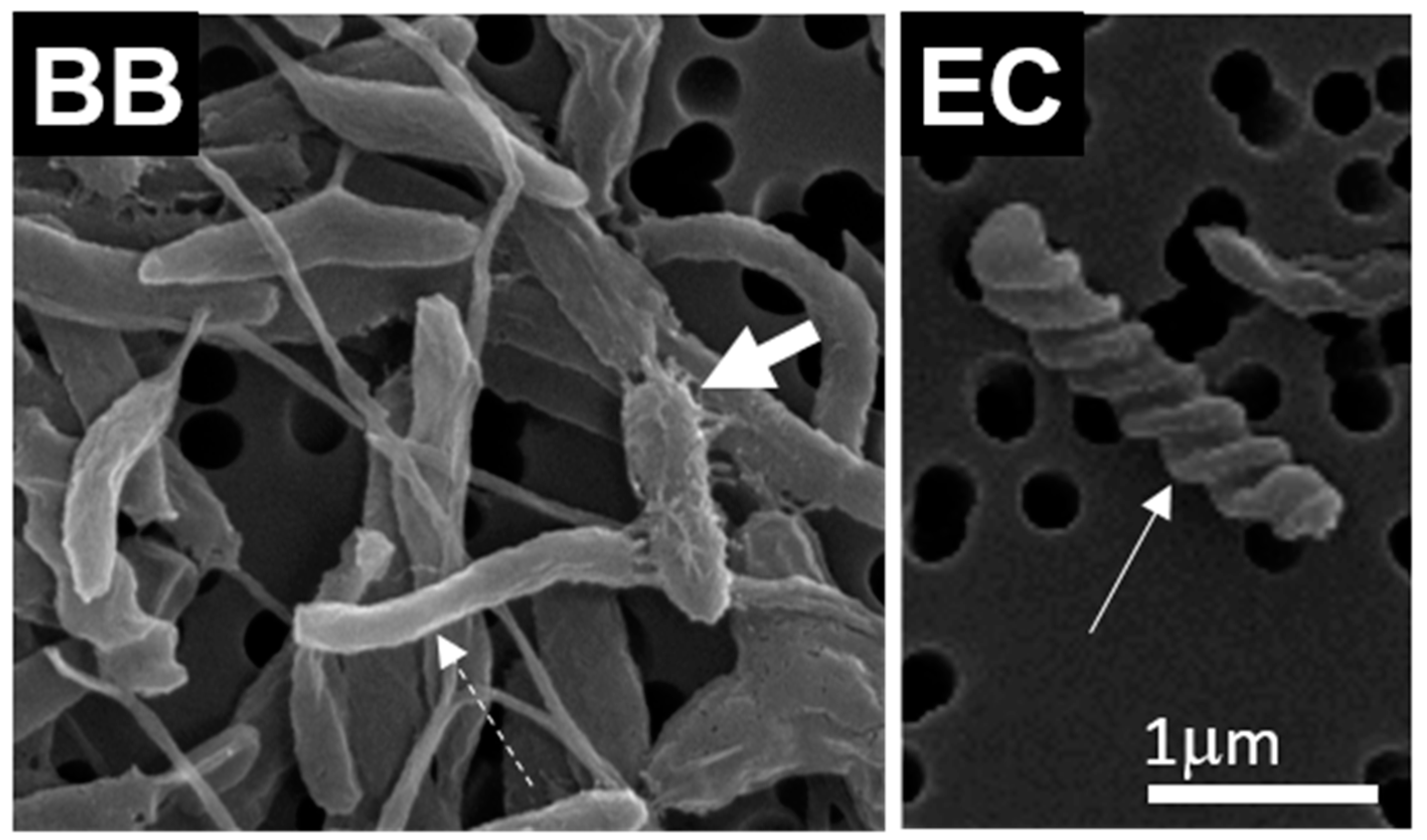 Ijms 23 08447 g003 550