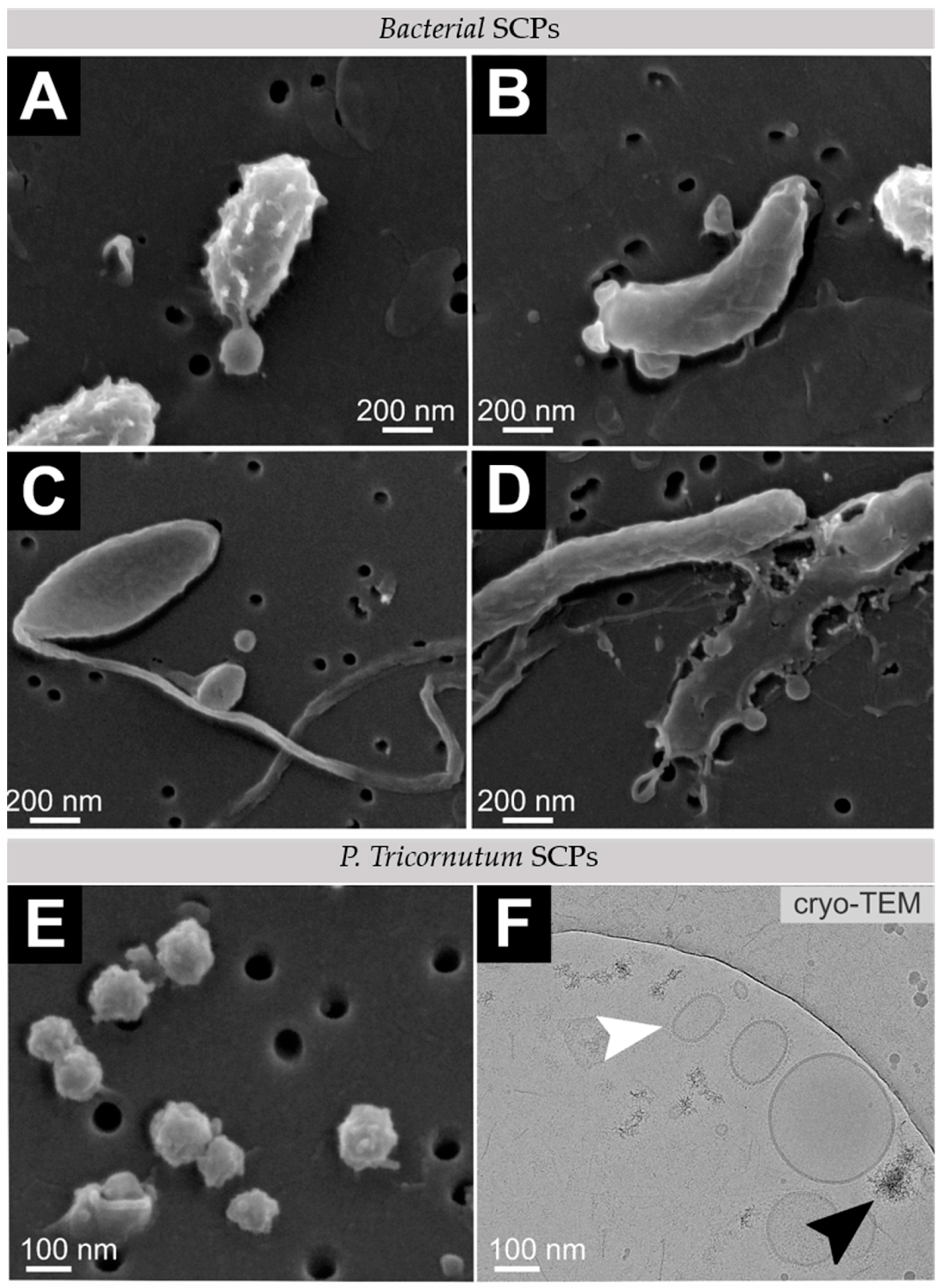 Ijms 23 08447 g004 550