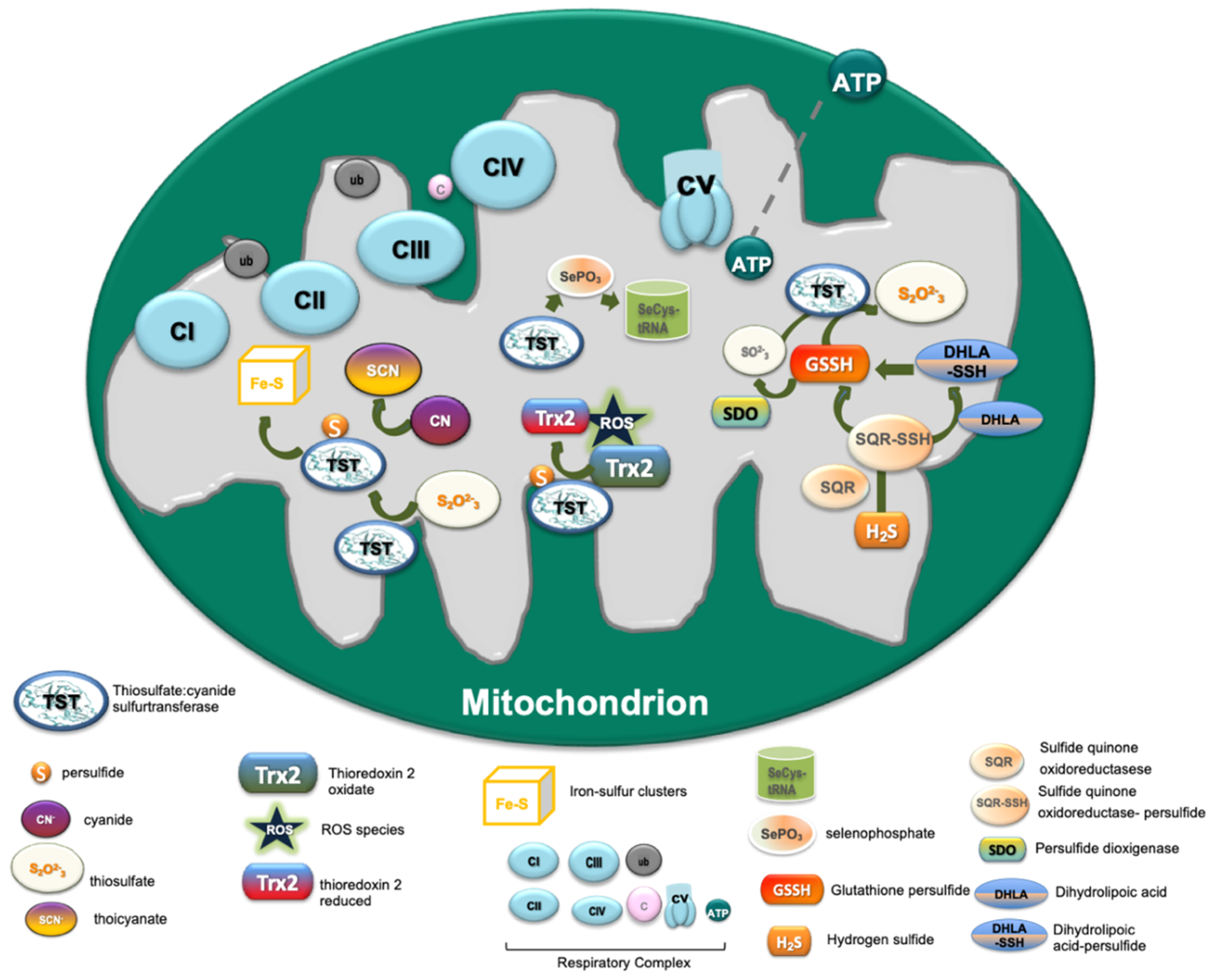 Ijms 23 08452 g003 550