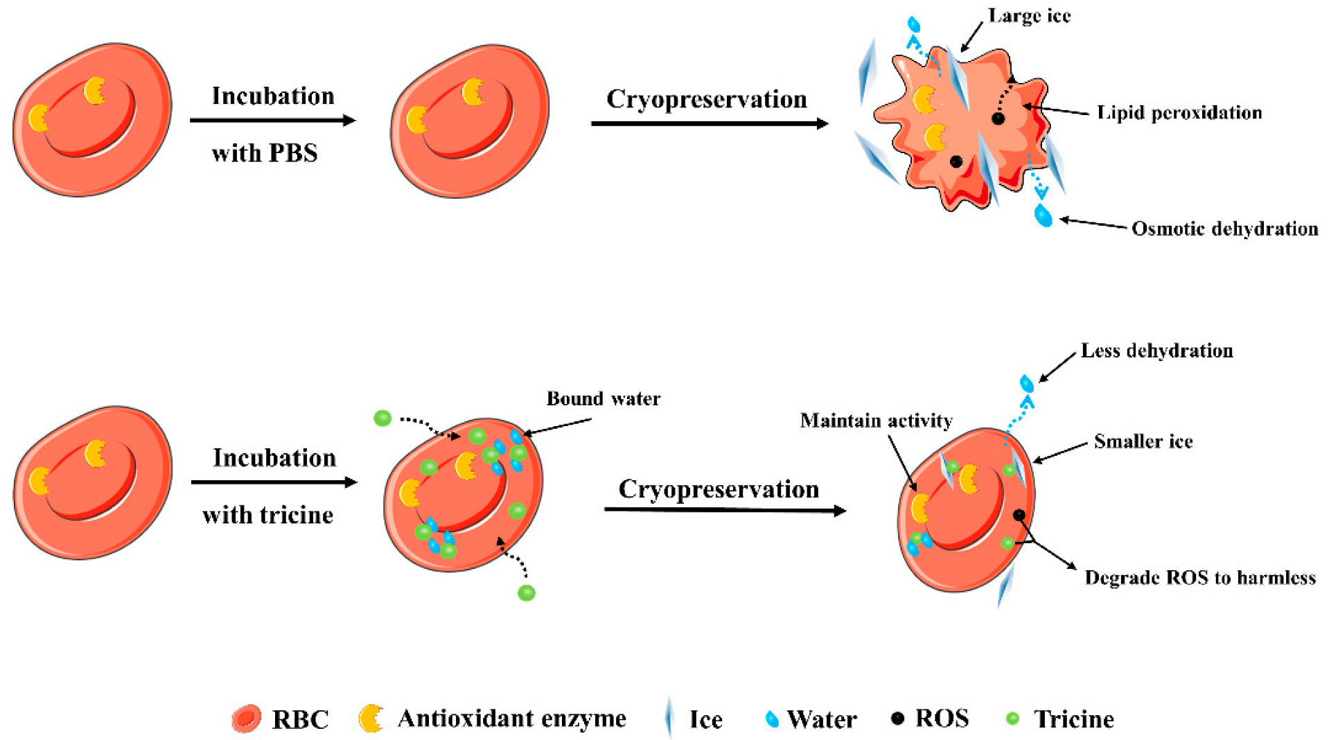 Ijms 23 08462 g007 Ijms 23 08462 g007