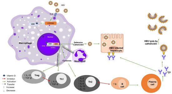 ぱーぷる Vitamin D–VDR Novel Anti-Inflammatory Molecules—New Insights