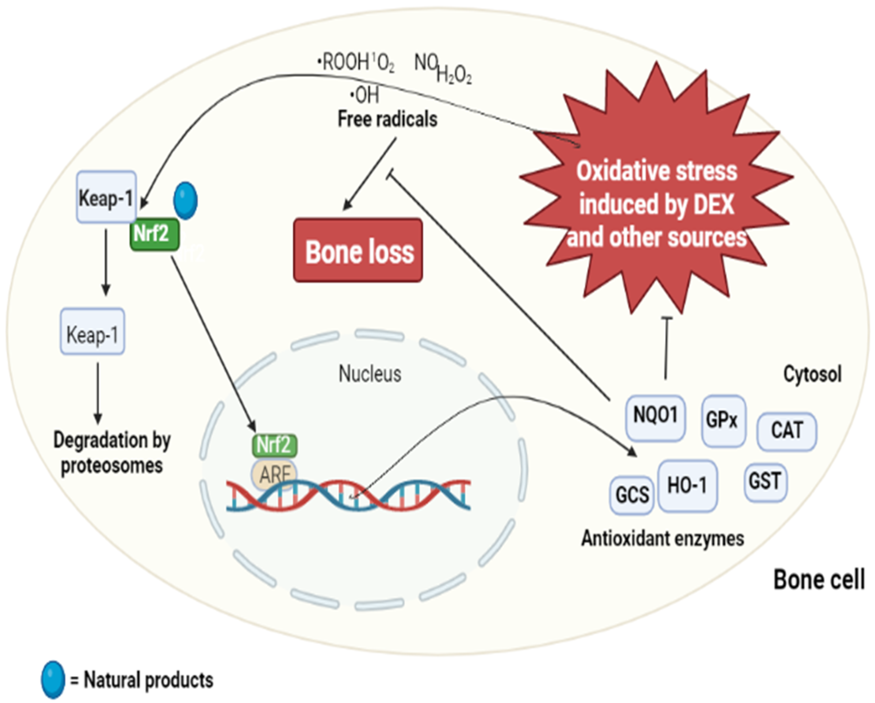 Ijms 23 08468 g003 Ijms 23 08468 g003