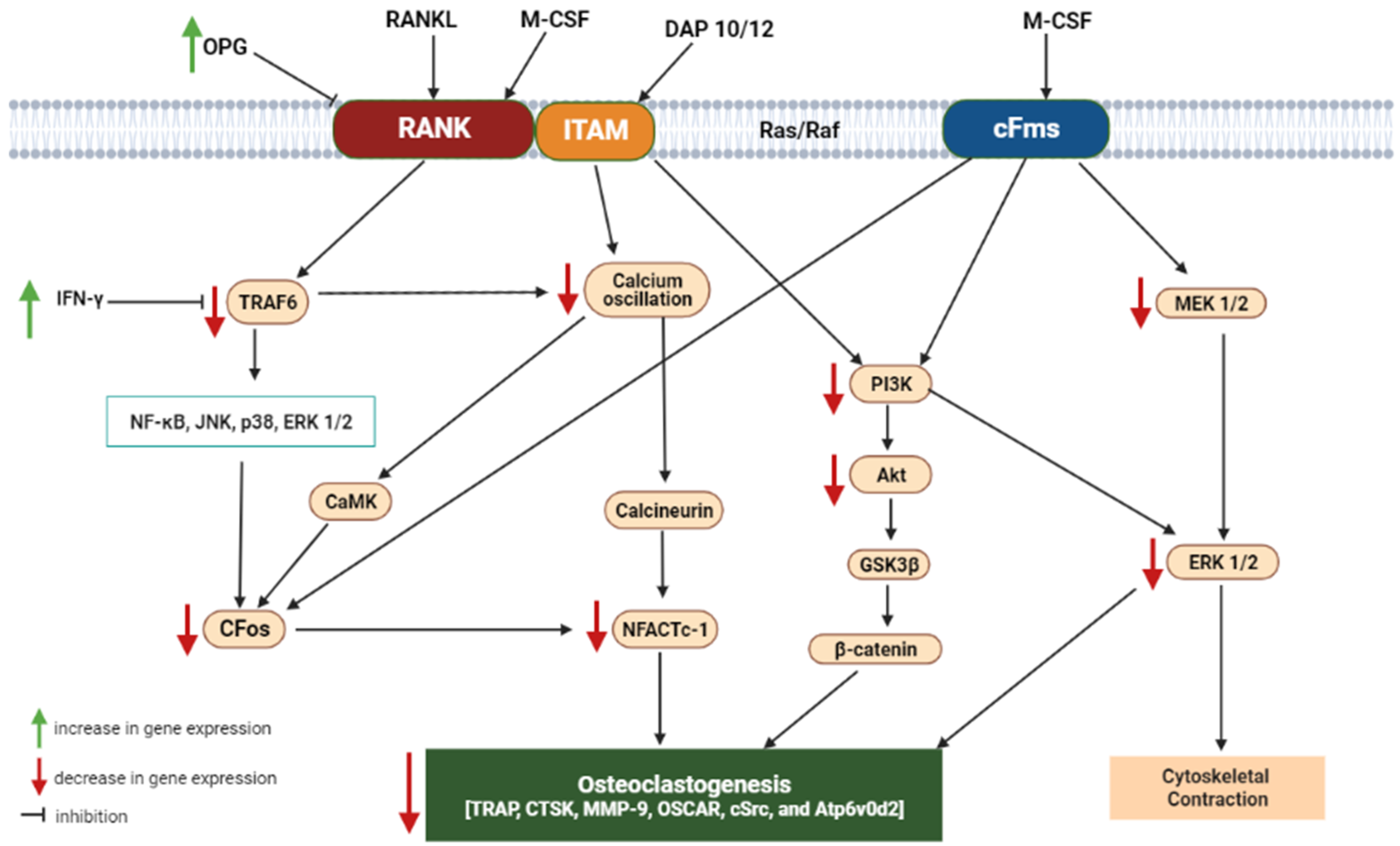 Ijms 23 08468 g004 Ijms 23 08468 g004
