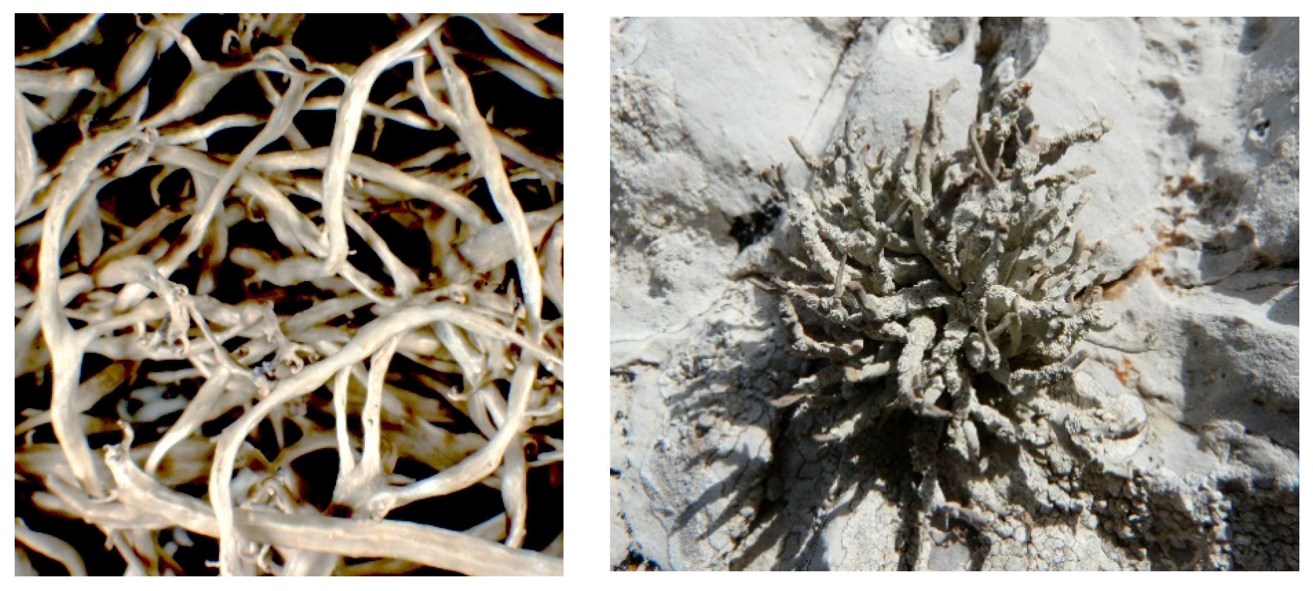 Ijms 23 08471 g001 Ijms 23 08471 g001