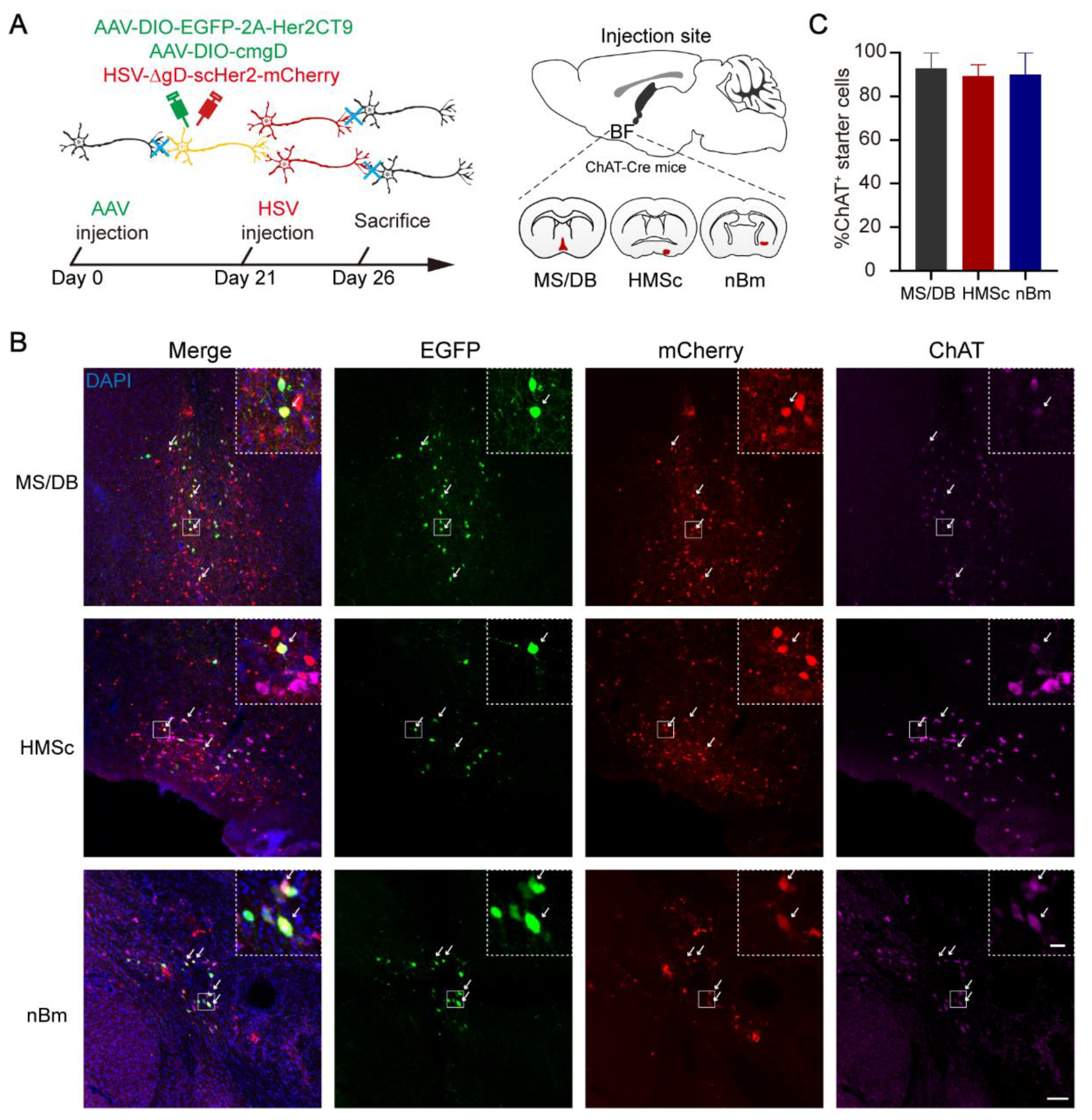 Basal forebrain subcortical projections