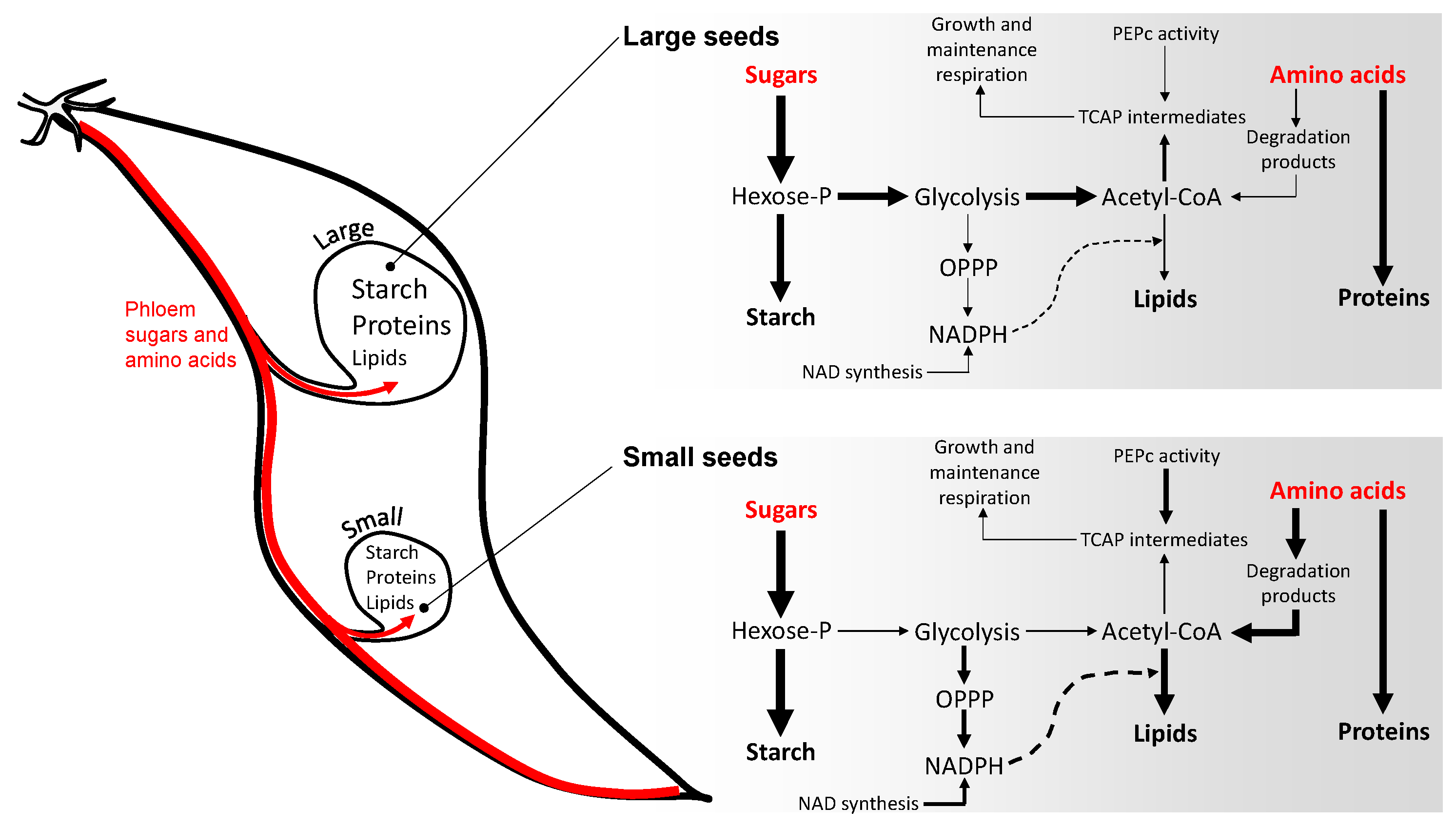 Ijms 23 08484 g005 Ijms 23 08484 g005