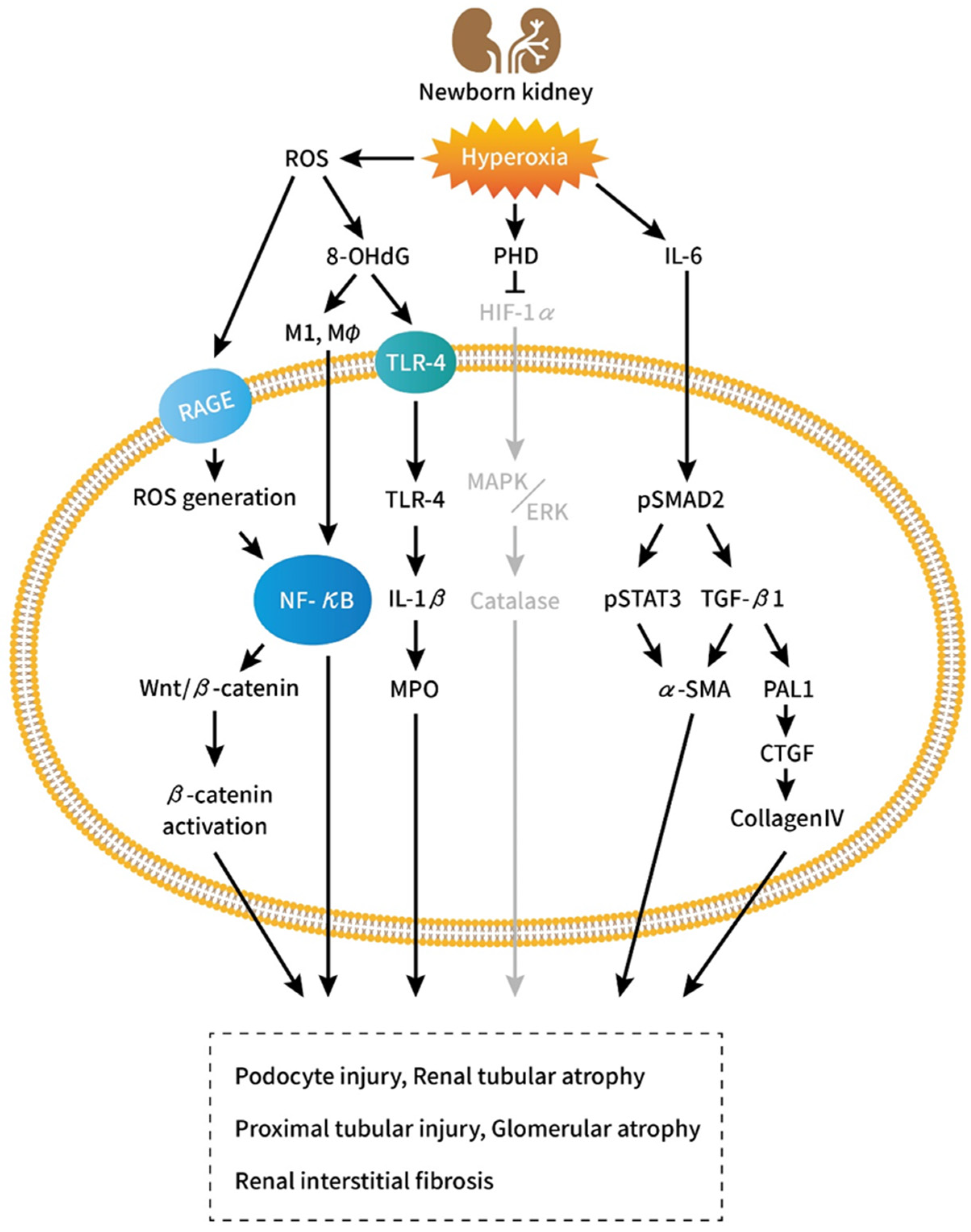 Ijms 23 08492 g001 550