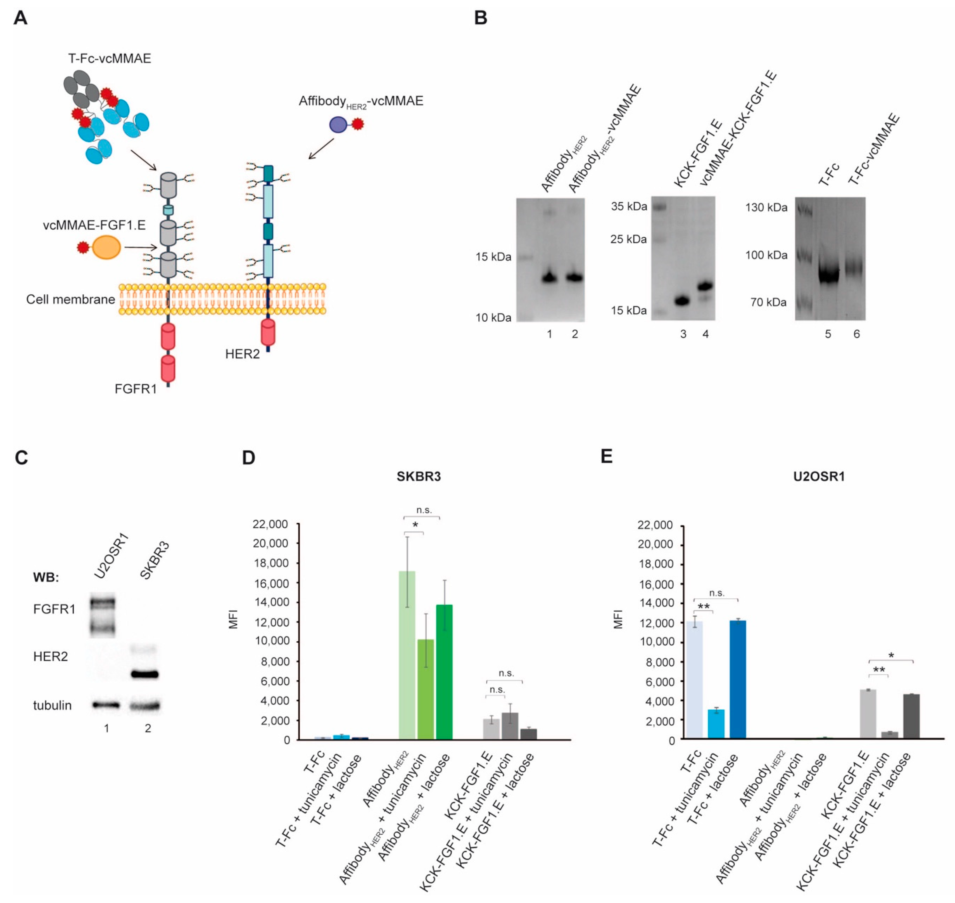Ijms 23 08514 g001 550