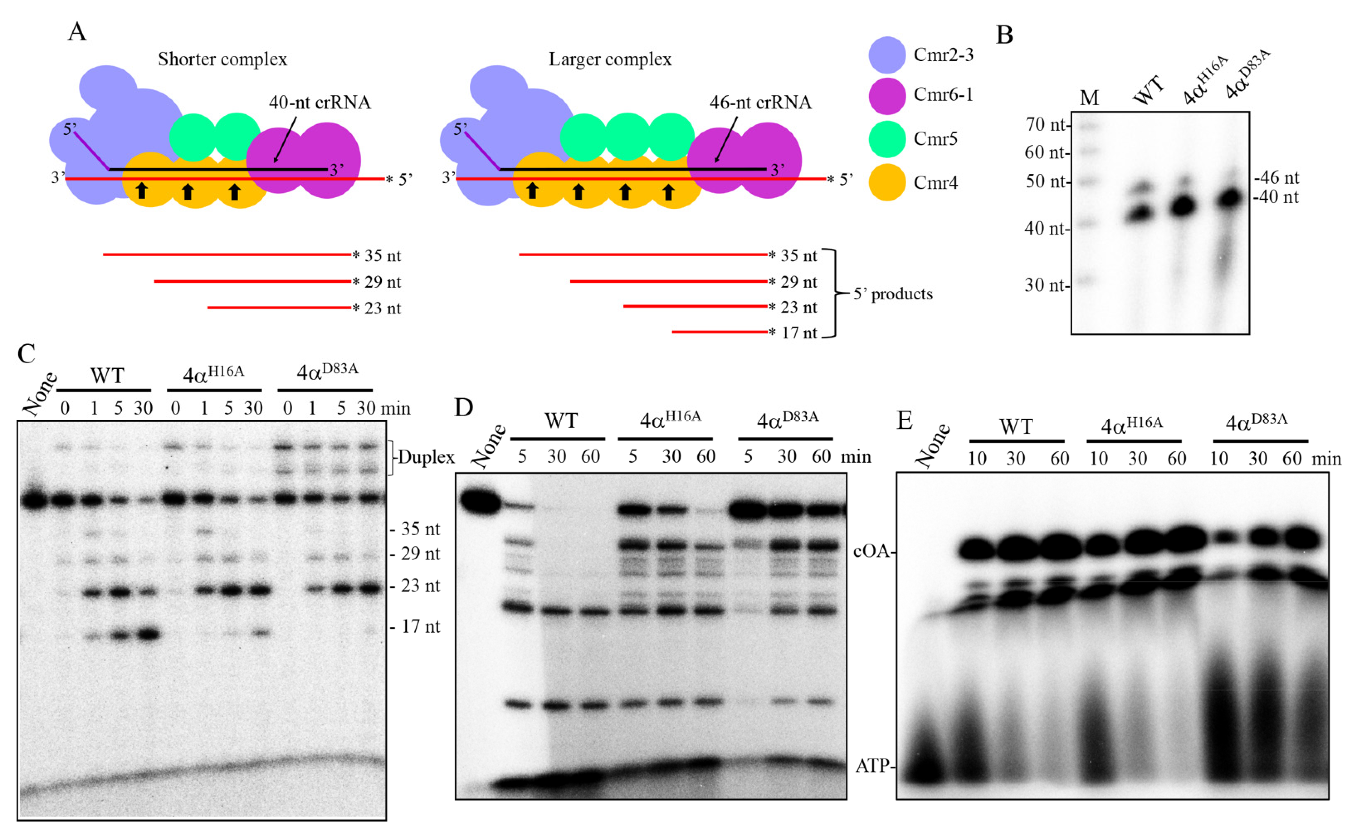 Ijms 23 08515 g005 Ijms 23 08515 g005