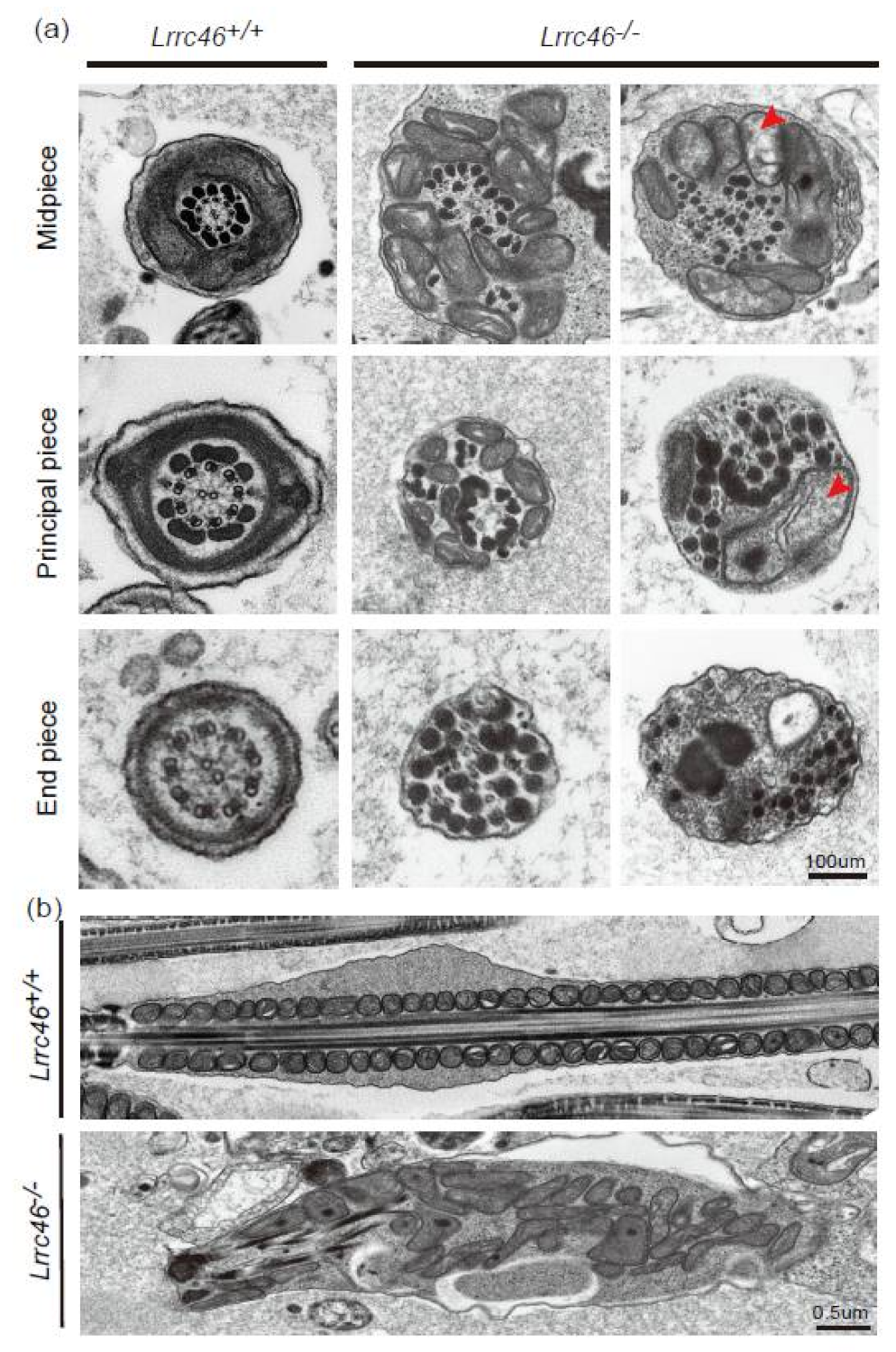 Ijms 23 08525 g005 550