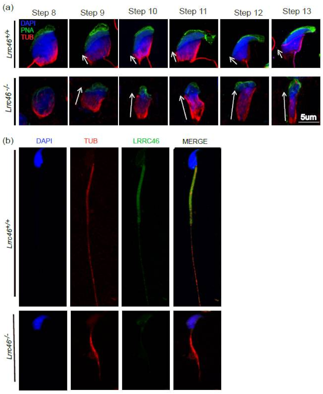 Ijms 23 08525 g007 550