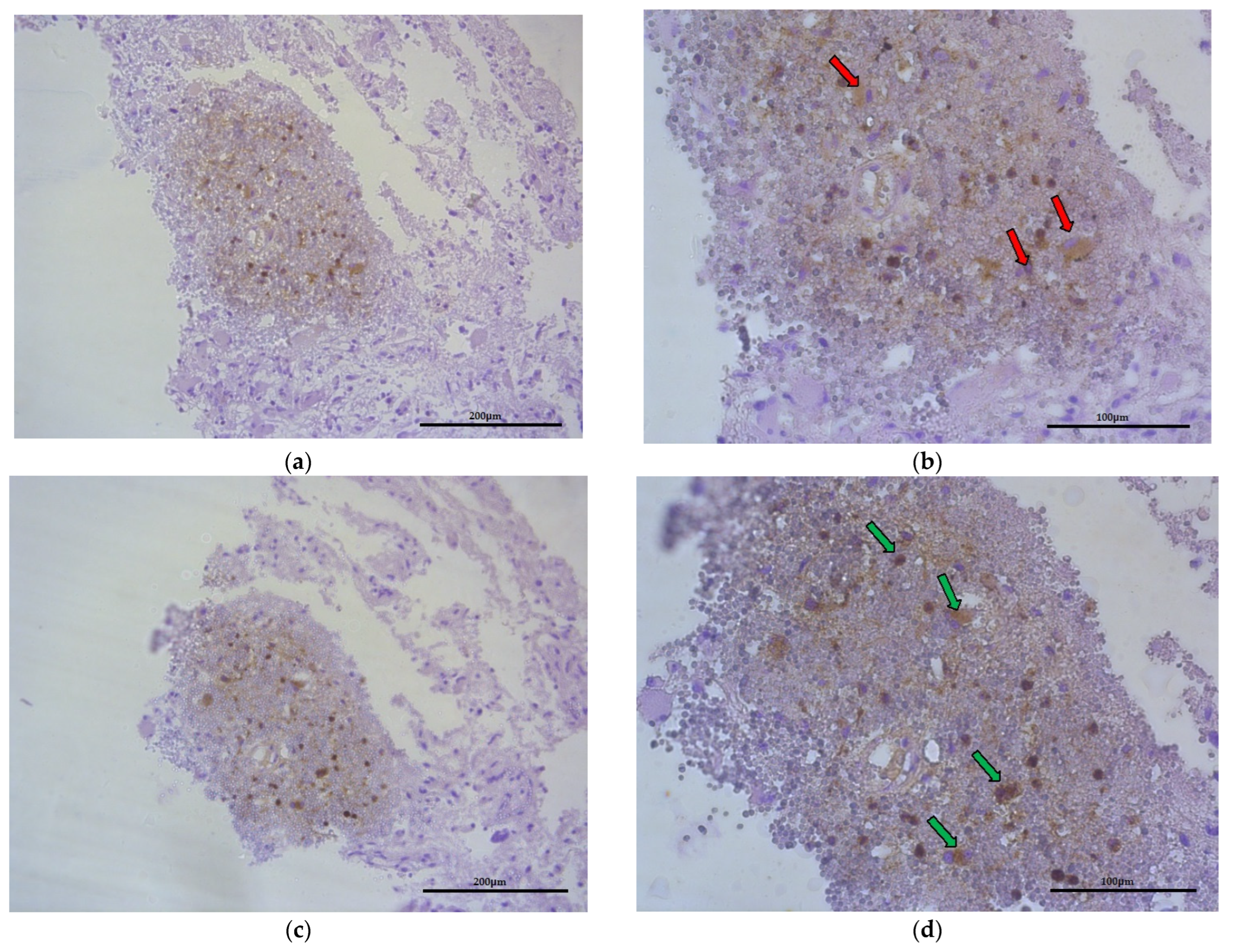 Ijms 23 08536 g007 550