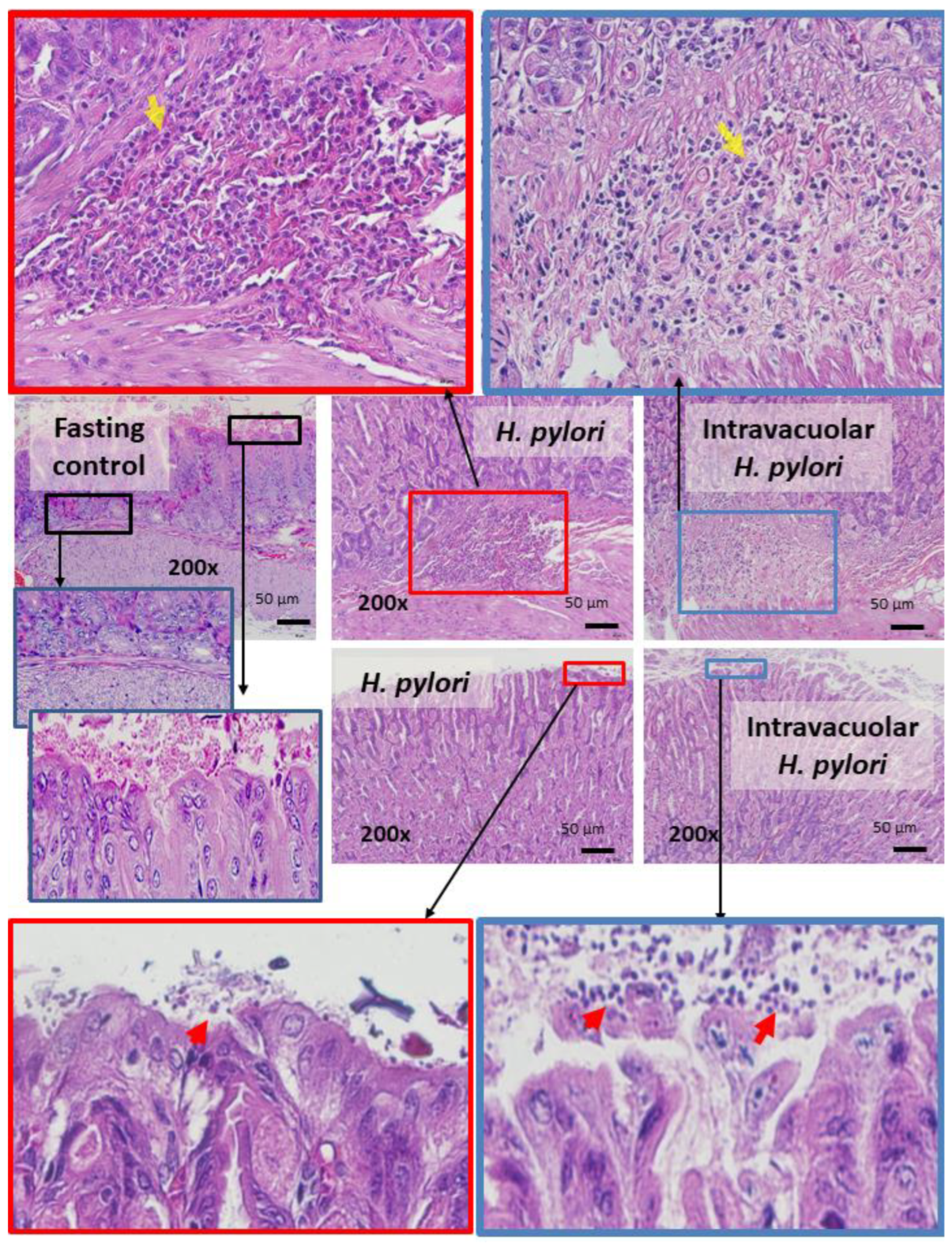 Ijms 23 08568 g007 550