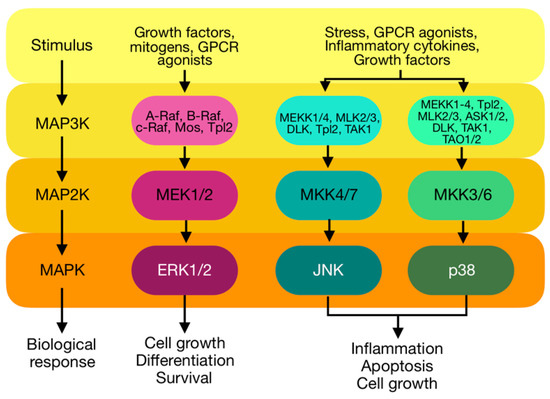 The Role of PKC-MAPK Signalling Pathways in the Development of ...
