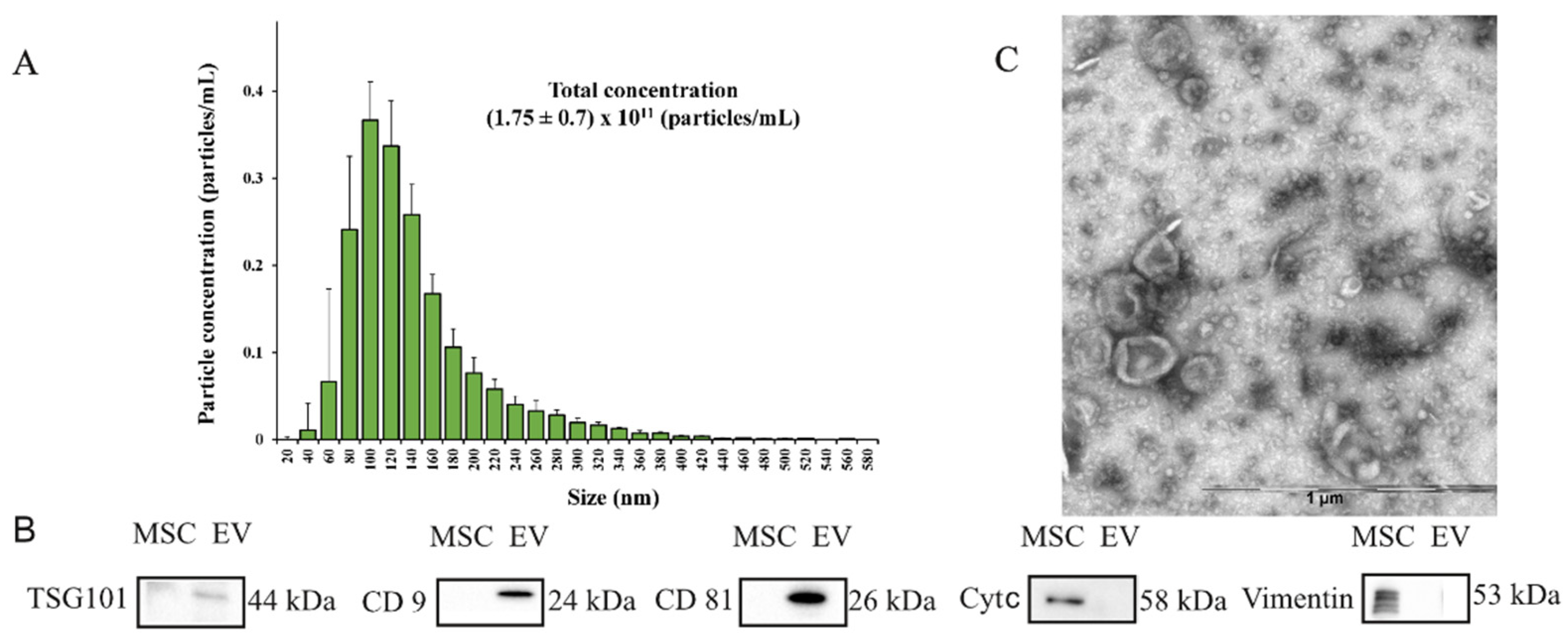 Ijms 23 08583 g001 Ijms 23 08583 g001