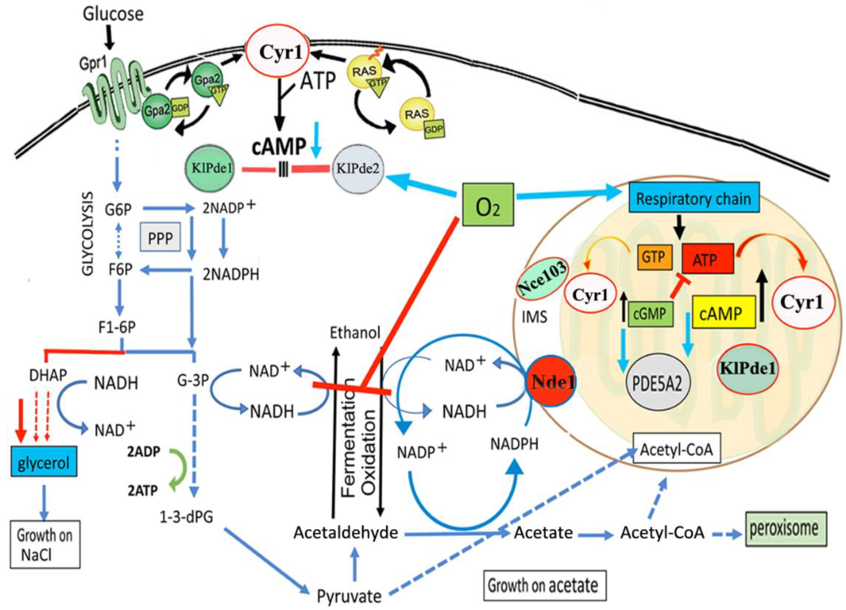 Ijms 23 08587 g005 Ijms 23 08587 g005