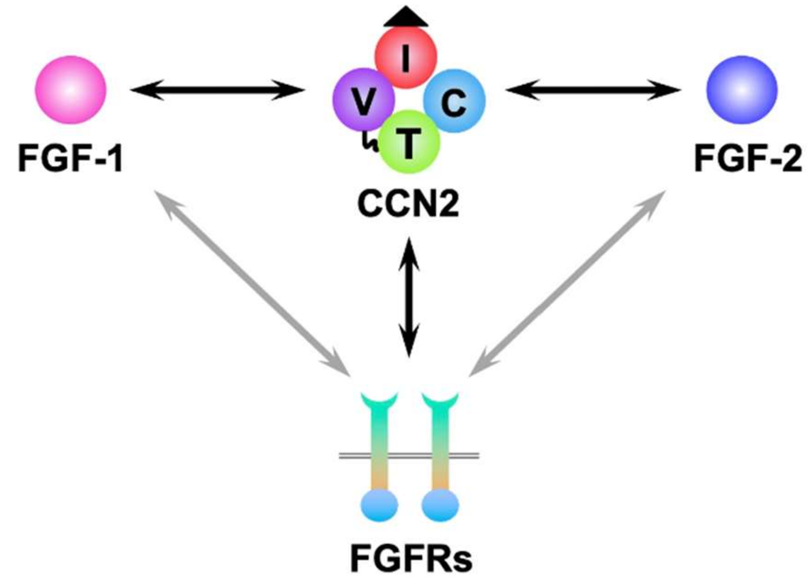 Ijms 23 08592 g002 Ijms 23 08592 g002