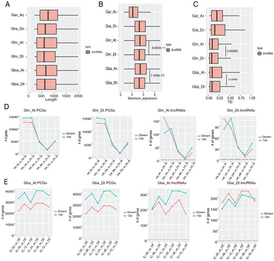 The Conservation of Long Intergenic Non-Coding RNAs and Their