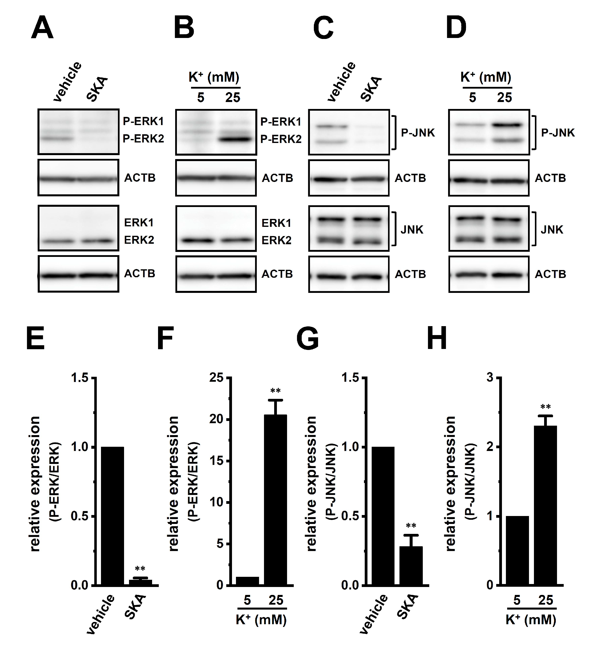 Ijms 23 08603 g007 Ijms 23 08603 g007