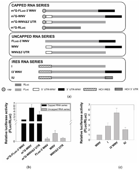 The Genomic 3′ UTR of Flaviviruses Is a Translation 